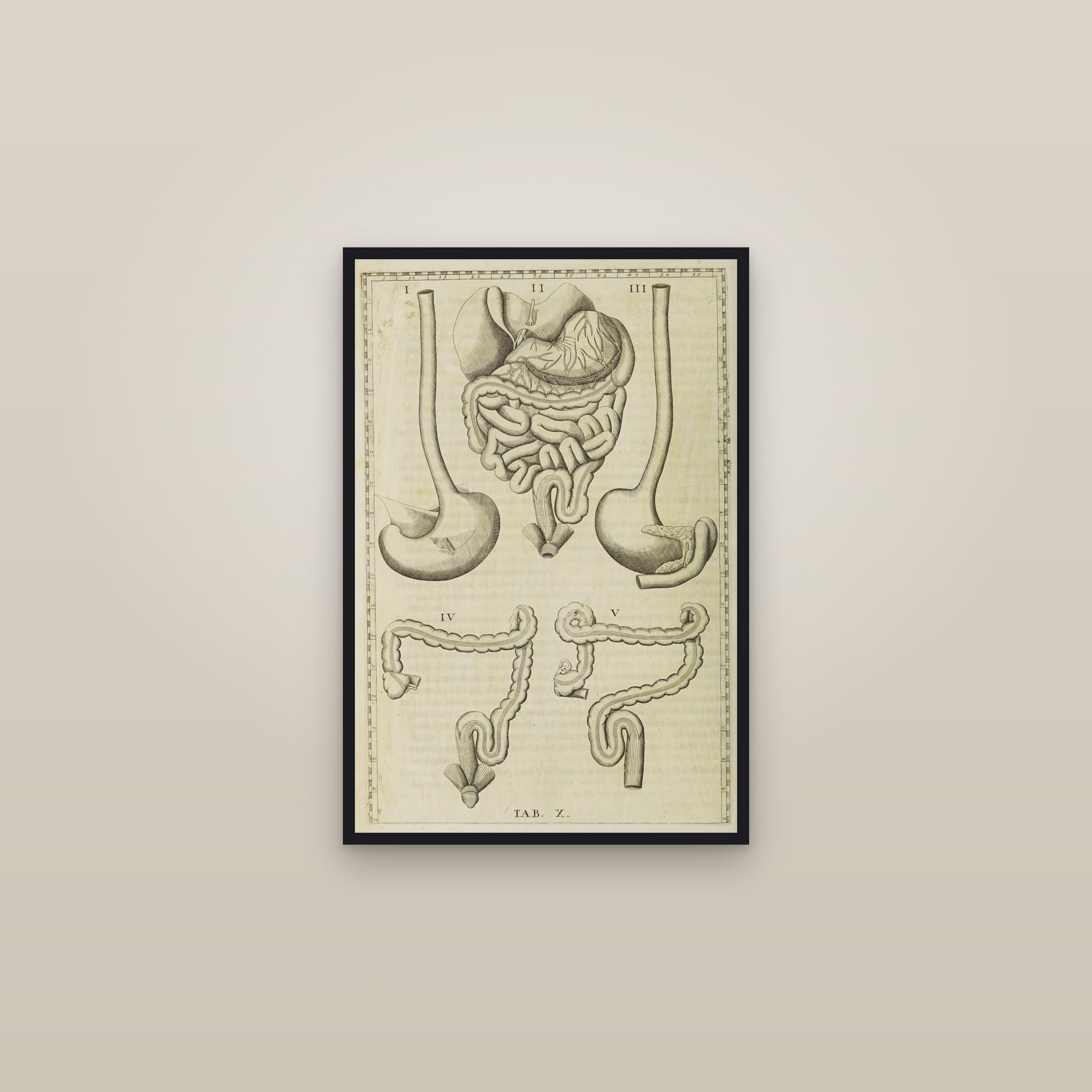 The Stomach and Intestines — framed in a gallery setting