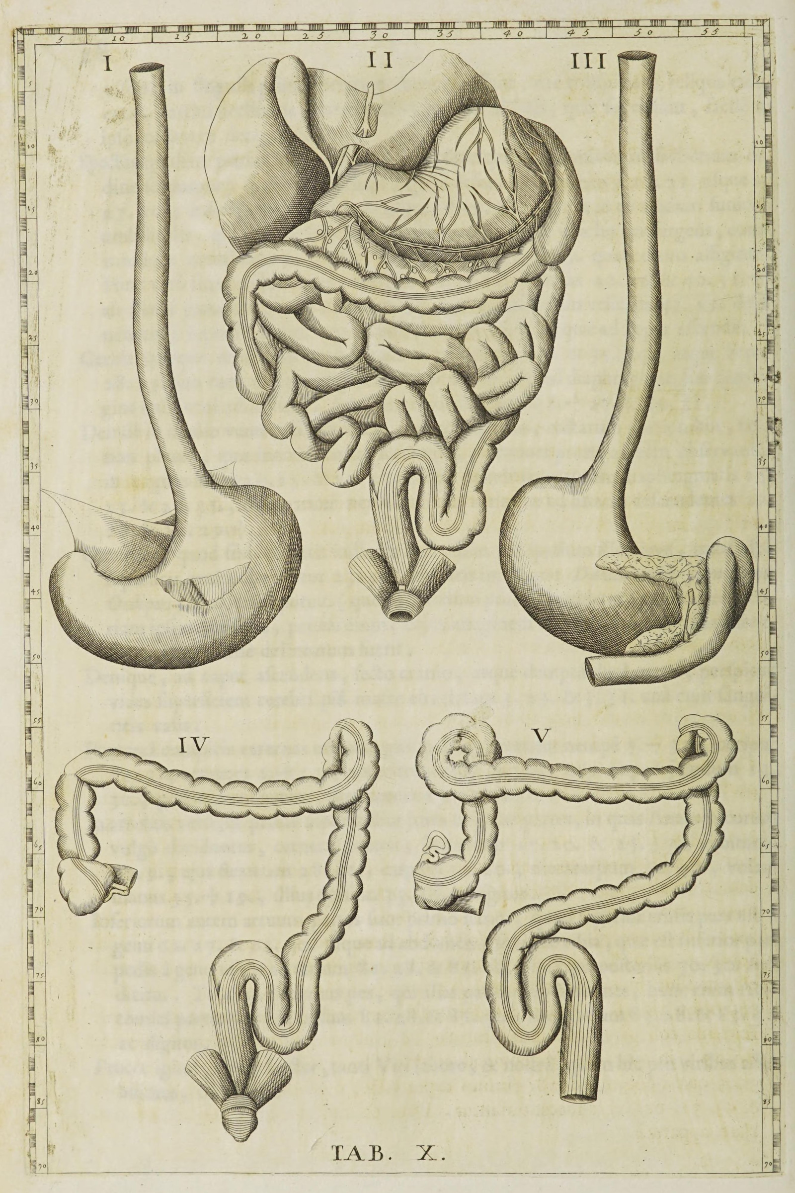 The Stomach and Intestines
