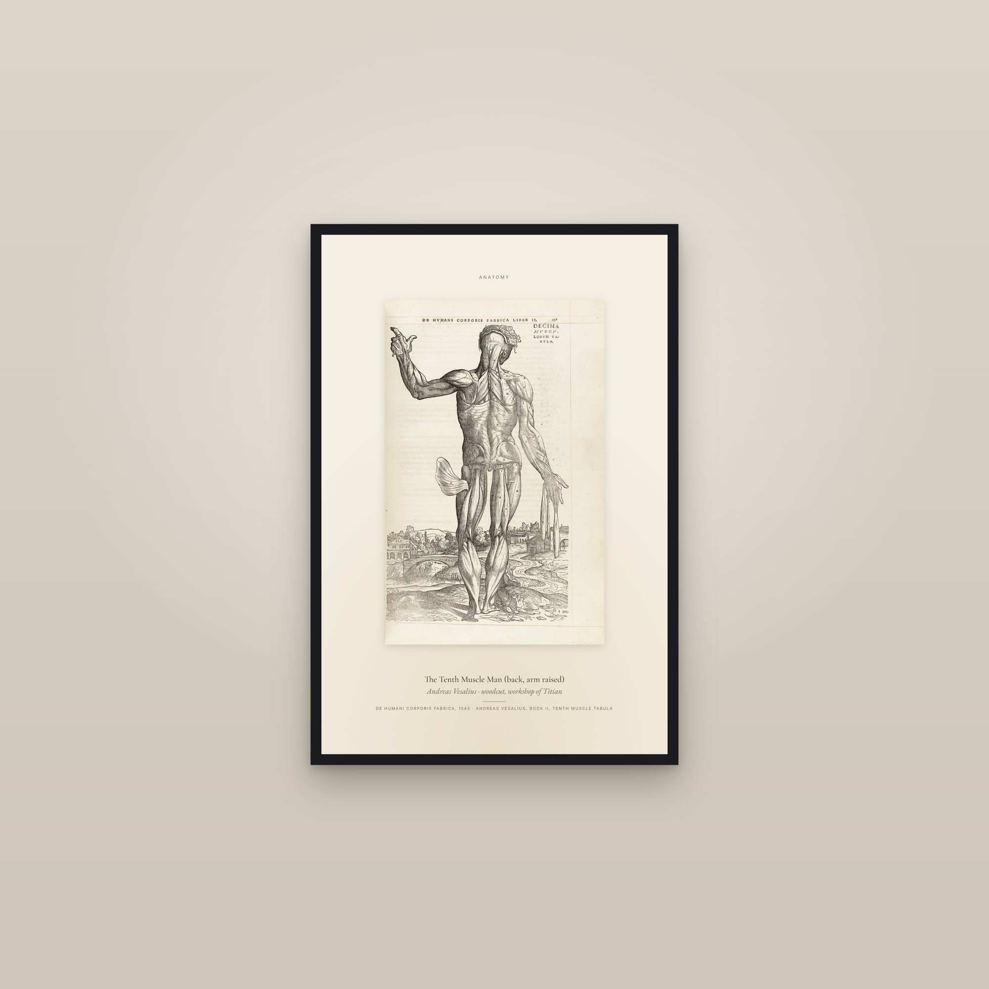 The Tenth Muscle Man (back, arm raised) — Specimen — framed in a gallery setting