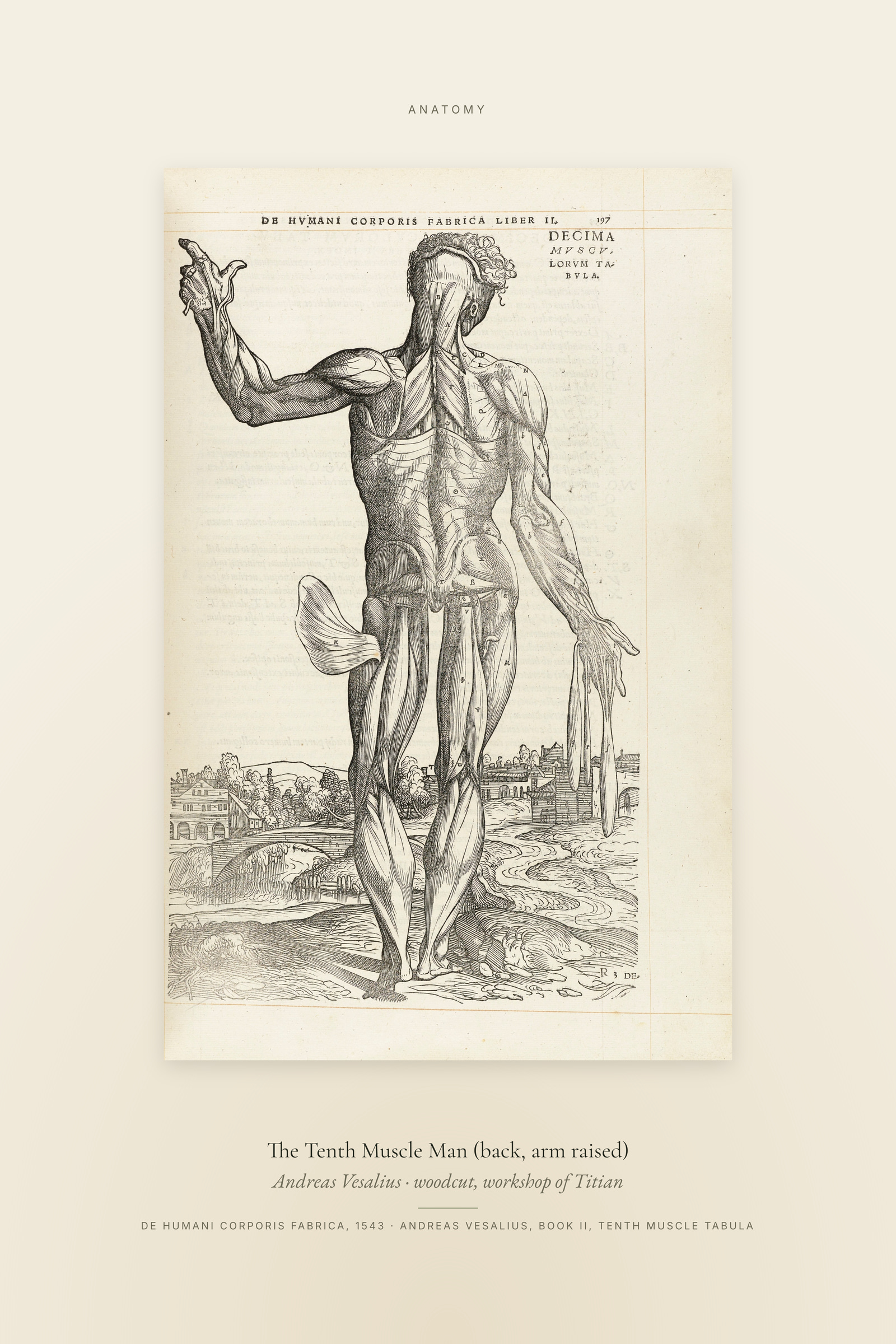 The Tenth Muscle Man (back, arm raised) — Specimen