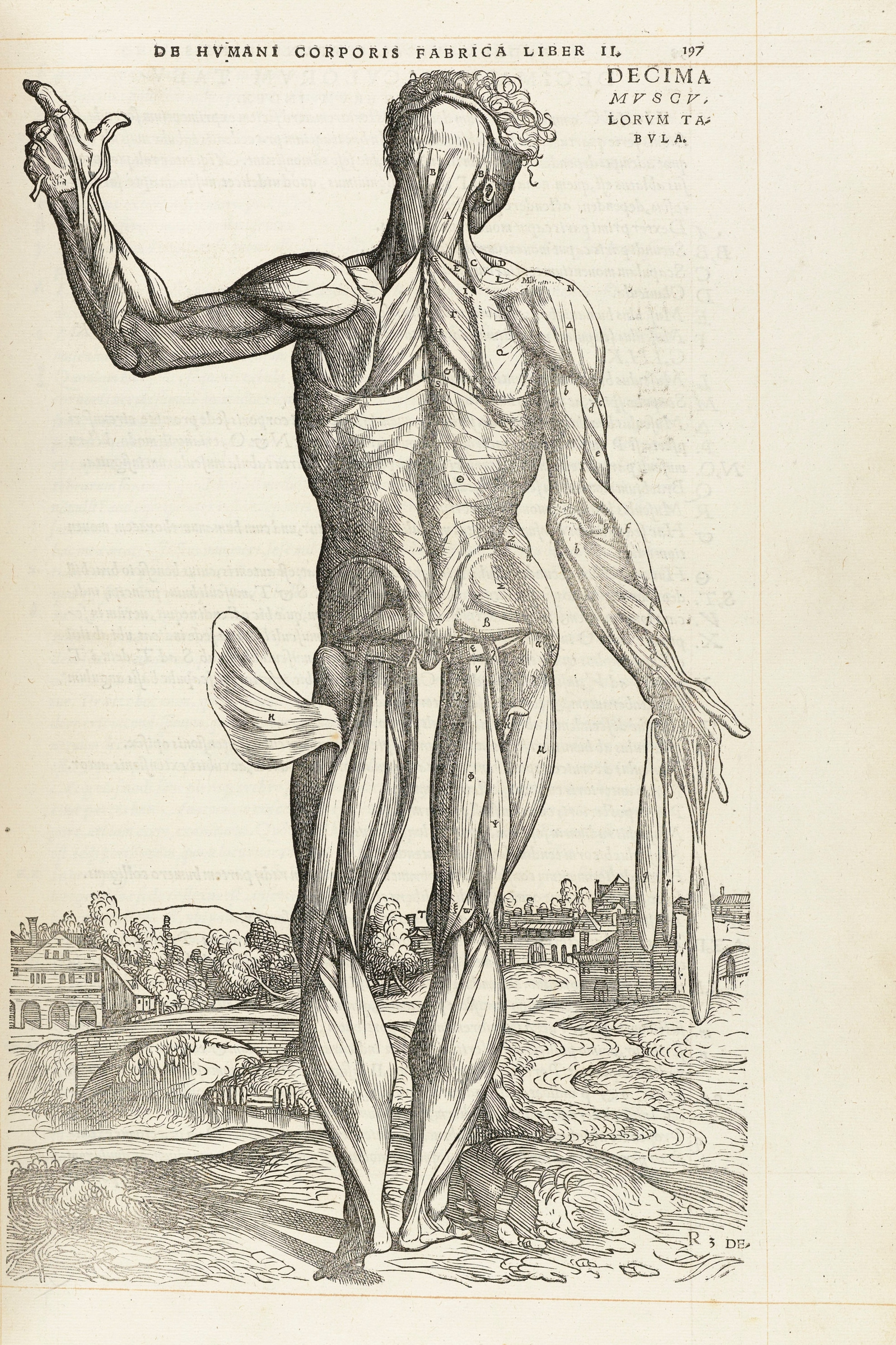 The Tenth Muscle Man (back, arm raised)
