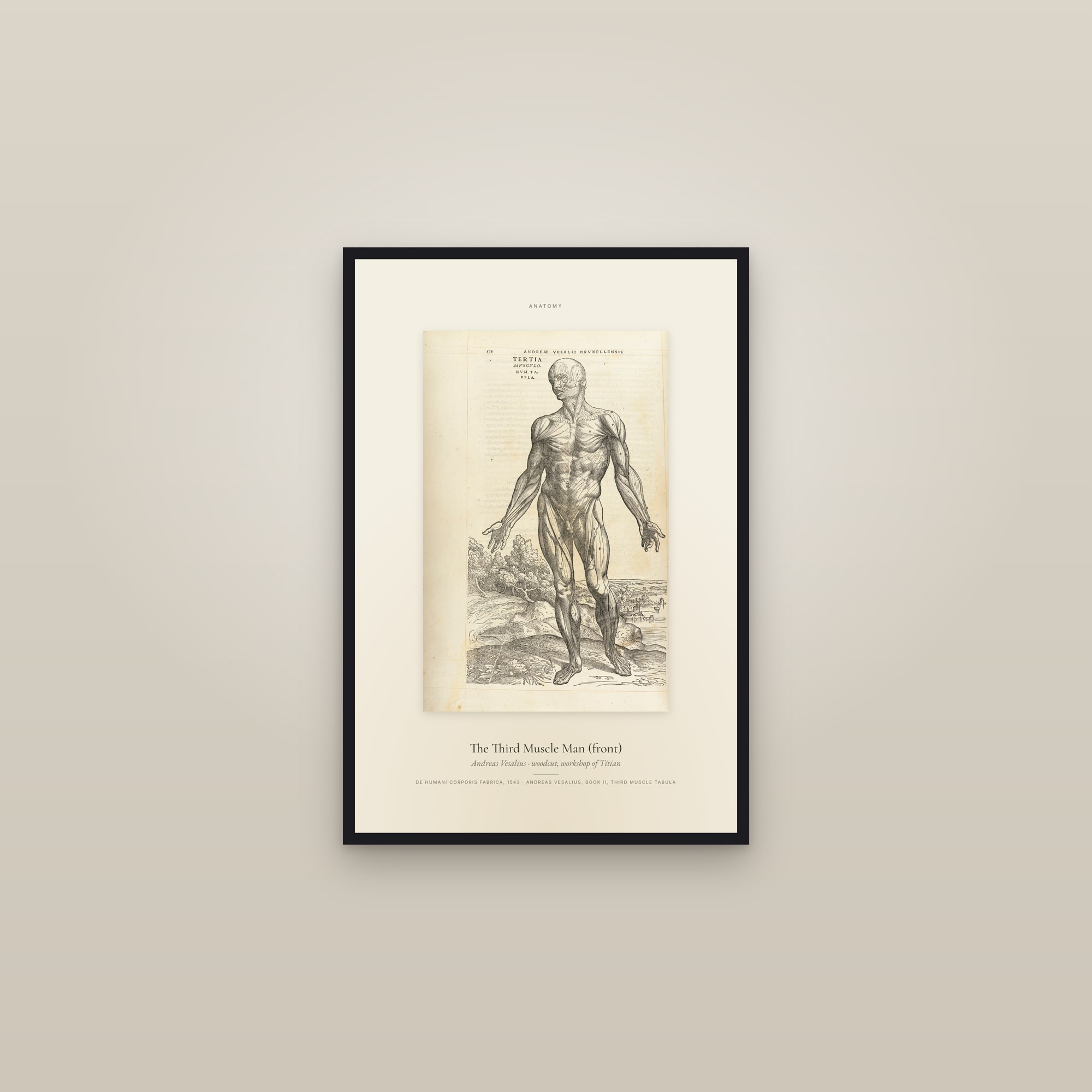 The Third Muscle Man (front) — Specimen — framed in a gallery setting