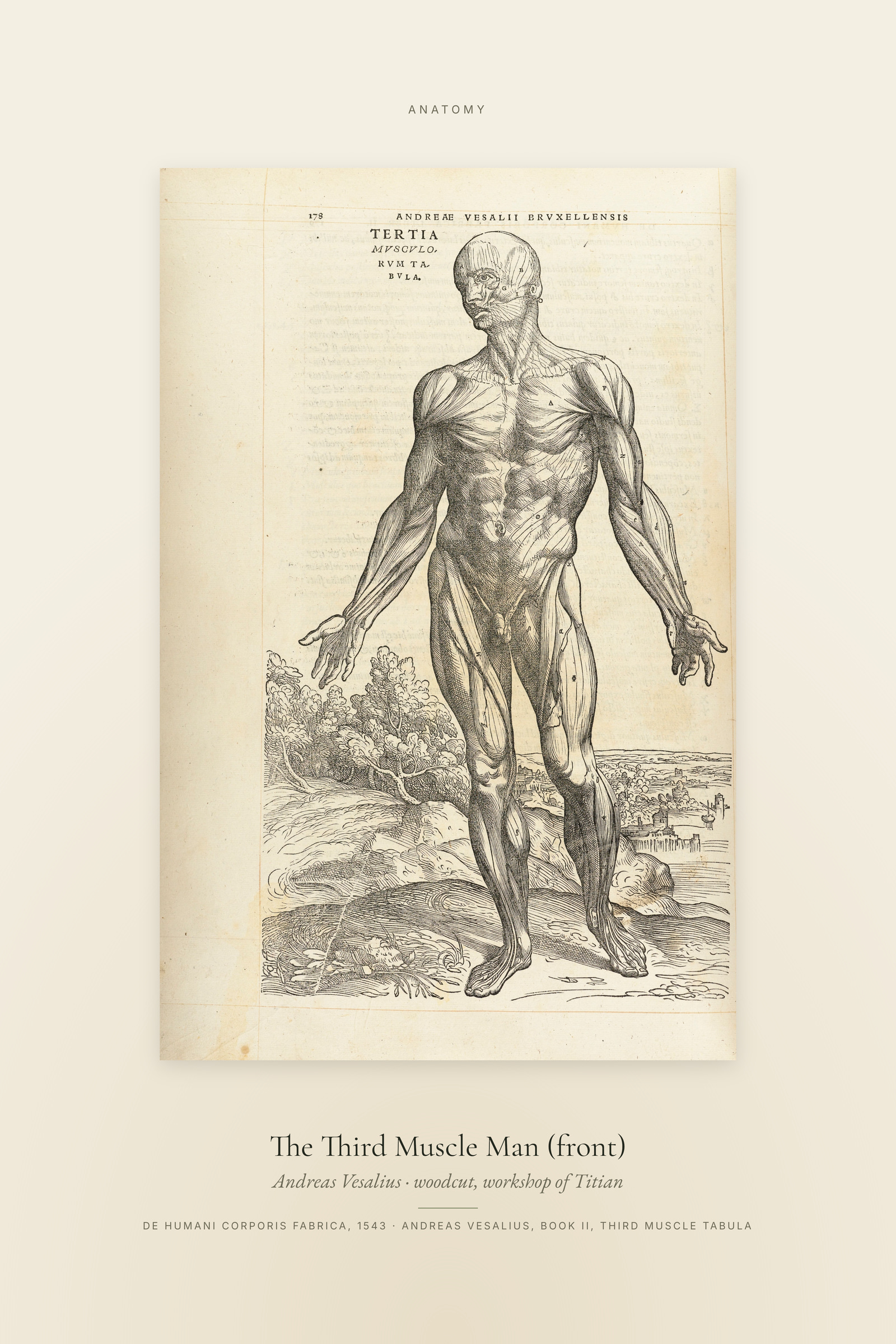 The Third Muscle Man (front) — Specimen