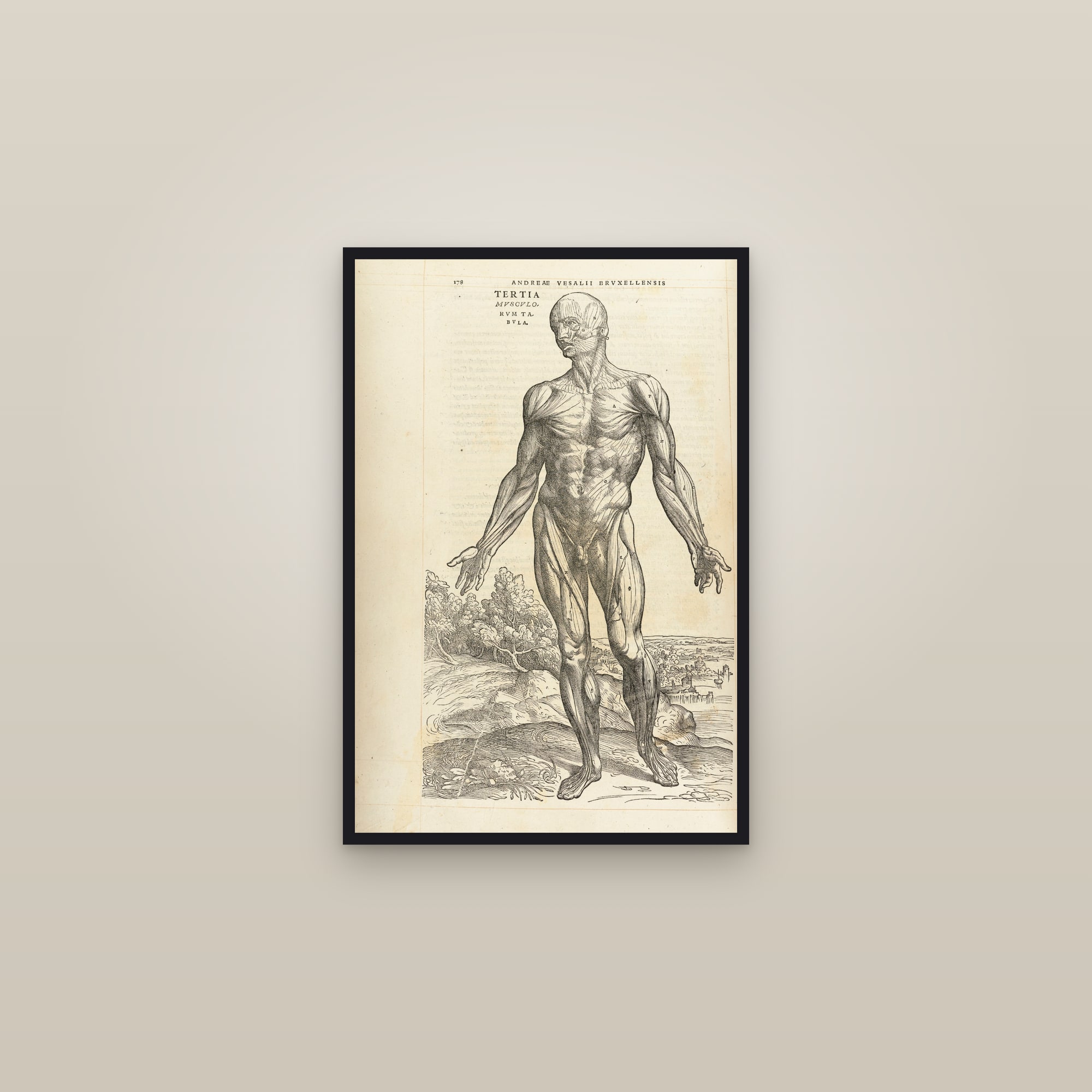 The Third Muscle Man (front) — framed in a gallery setting
