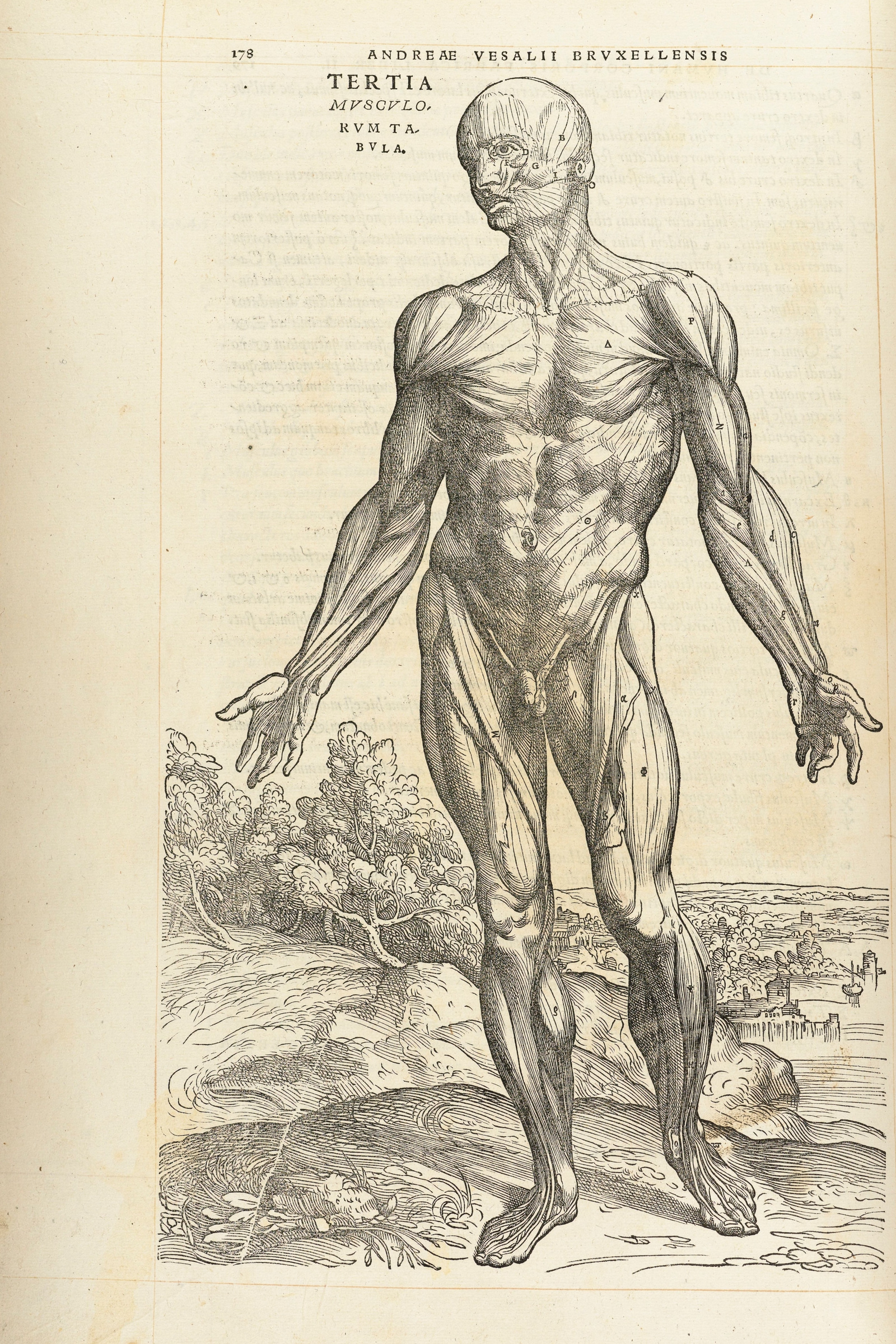 The Third Muscle Man (front)