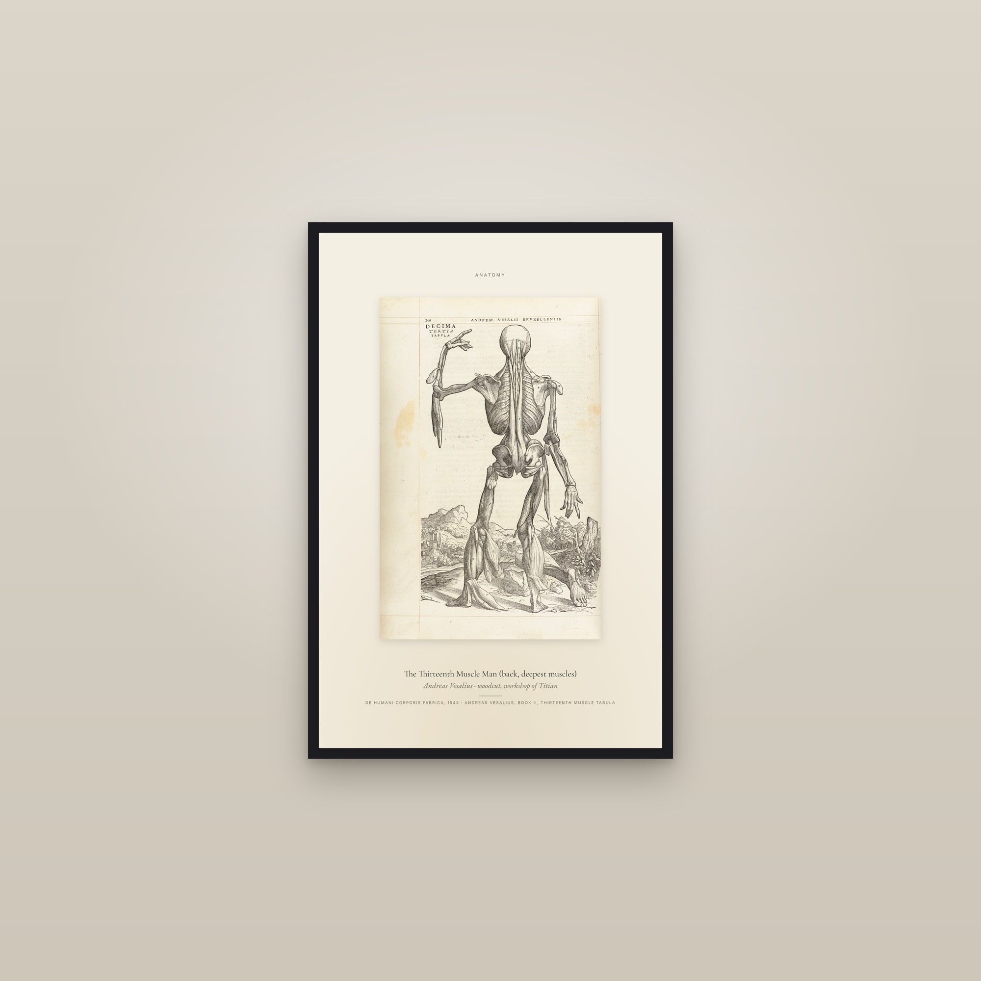 The Thirteenth Muscle Man (back, deepest muscles) — Specimen — framed in a gallery setting