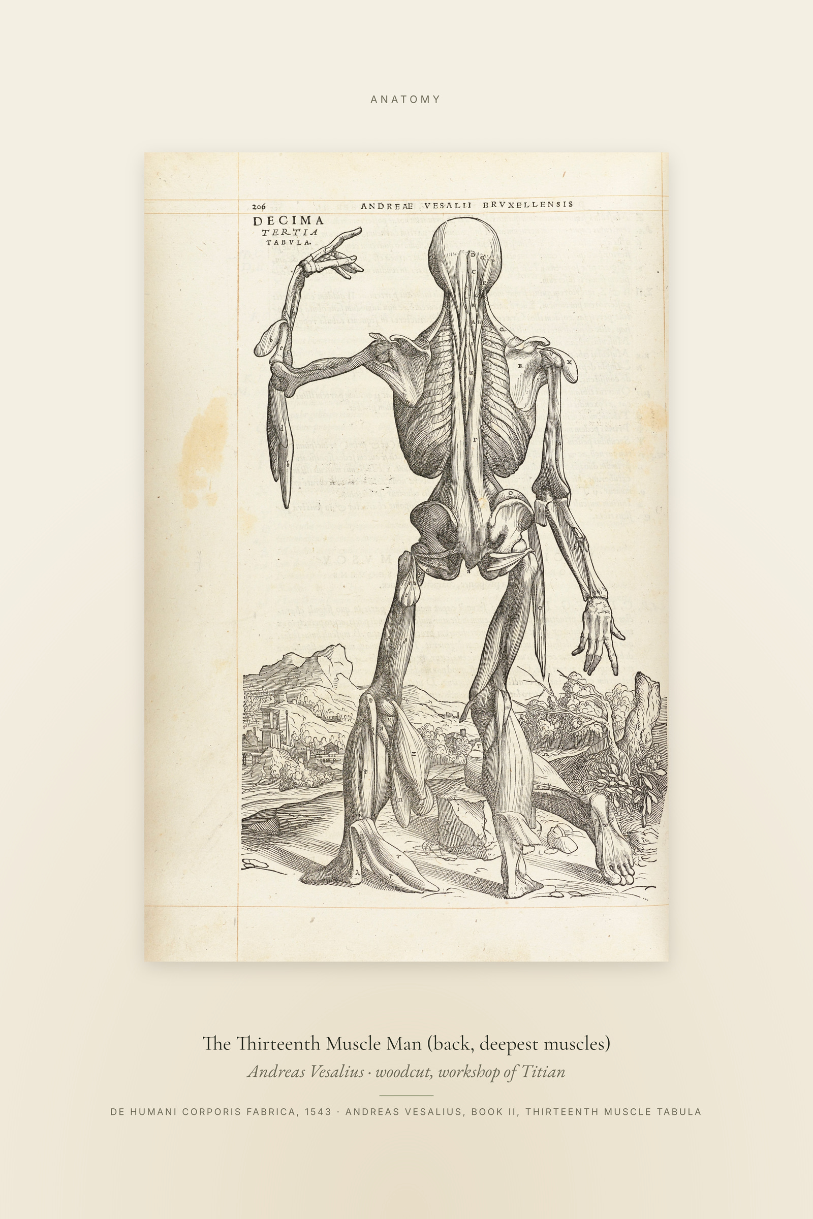 The Thirteenth Muscle Man (back, deepest muscles) — Specimen