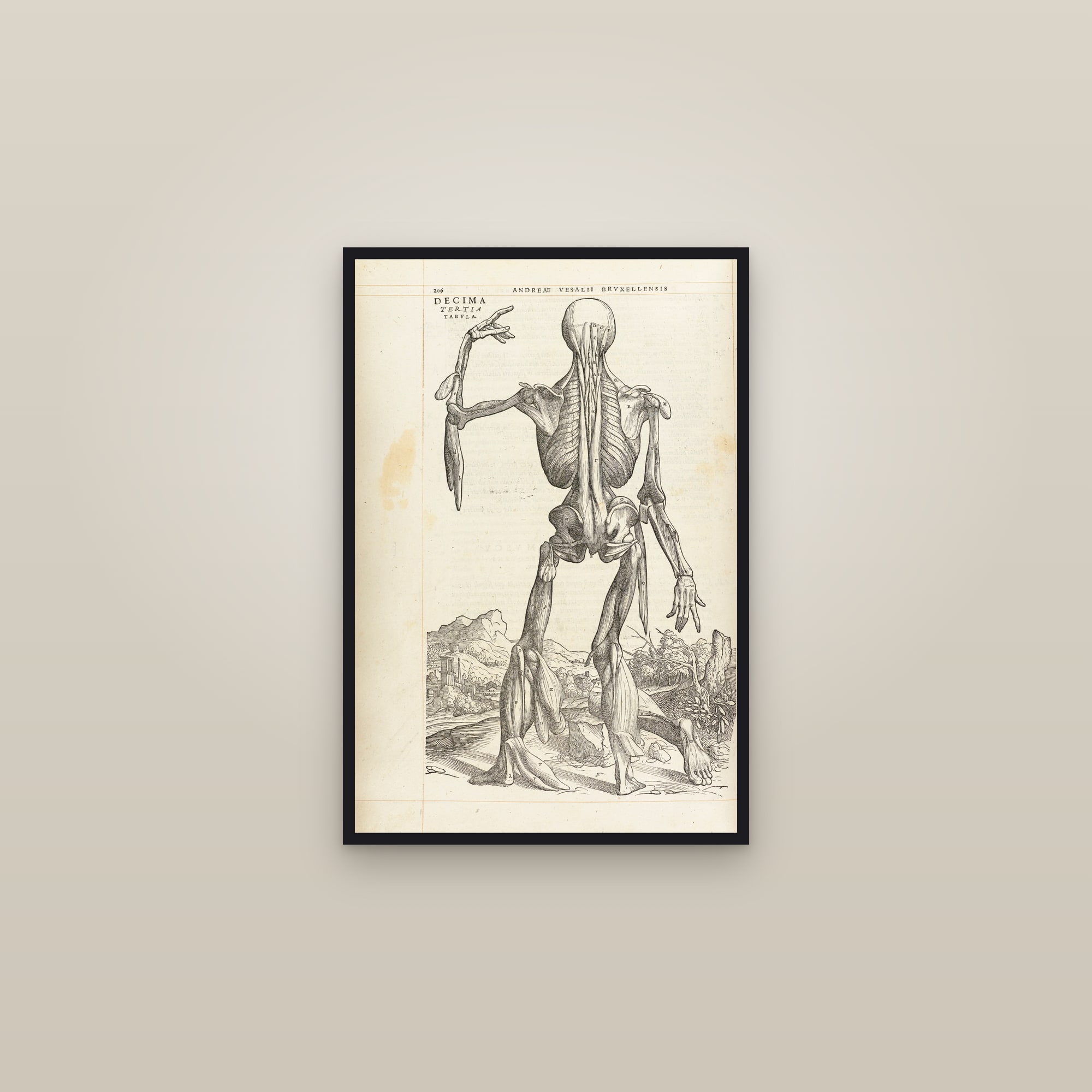 The Thirteenth Muscle Man (back, deepest muscles) — framed in a gallery setting