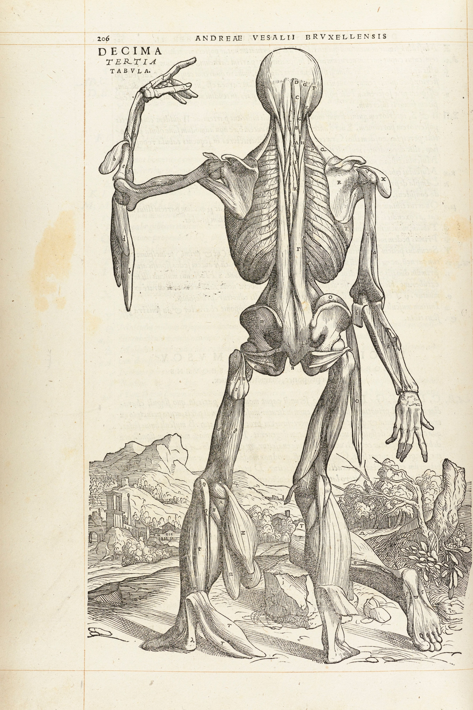 The Thirteenth Muscle Man (back, deepest muscles)