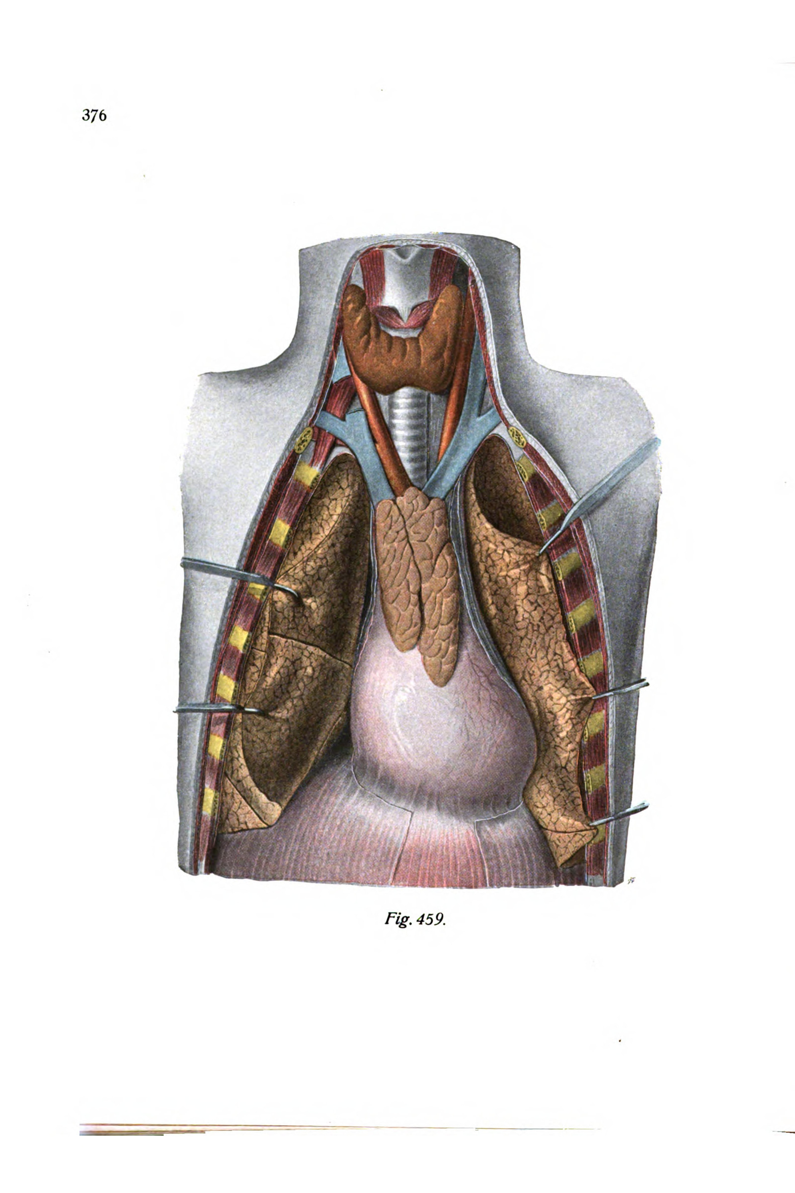 The Thorax Opened: Heart, Lungs and Thymus