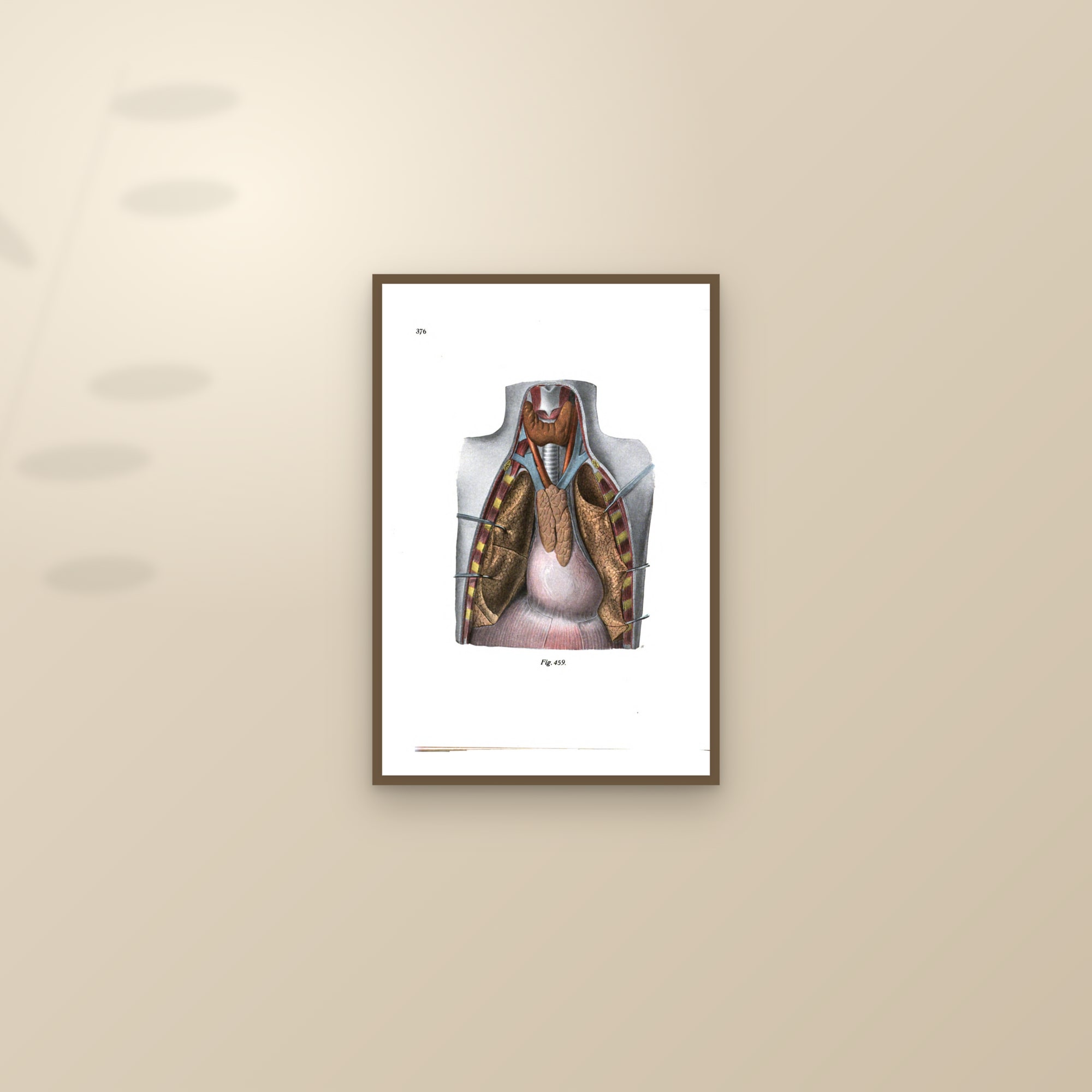The Thorax Opened: Heart, Lungs and Thymus — framed and styled on a sunlit wall