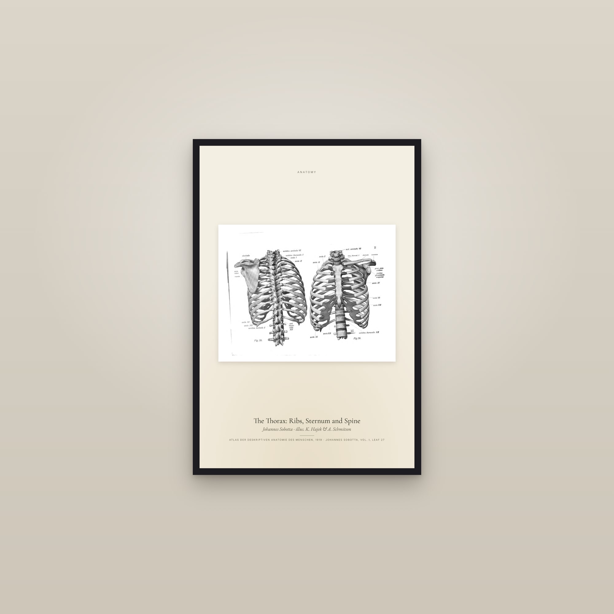 The Thorax: Ribs, Sternum and Spine — framed in a gallery setting
