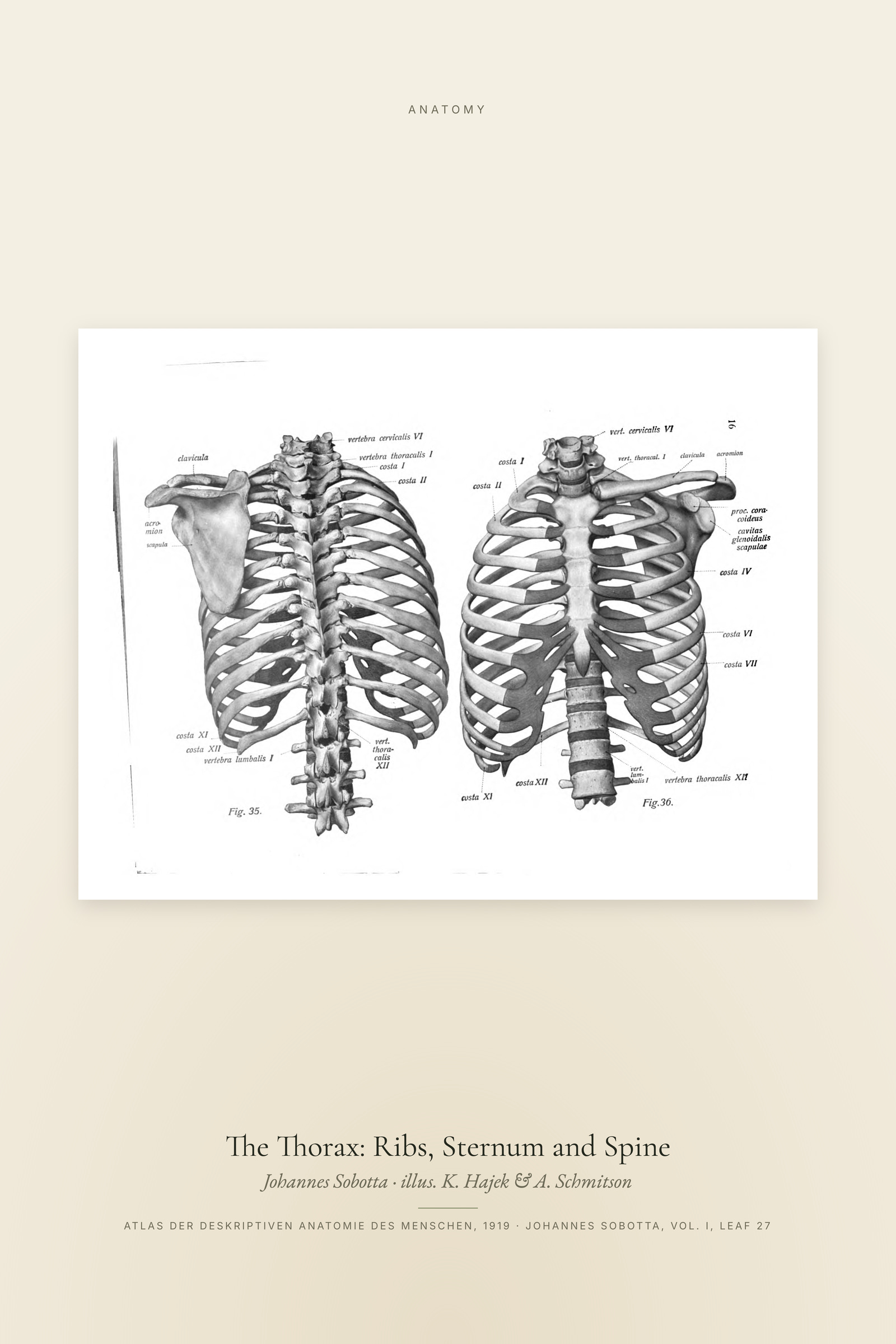The Thorax: Ribs, Sternum and Spine