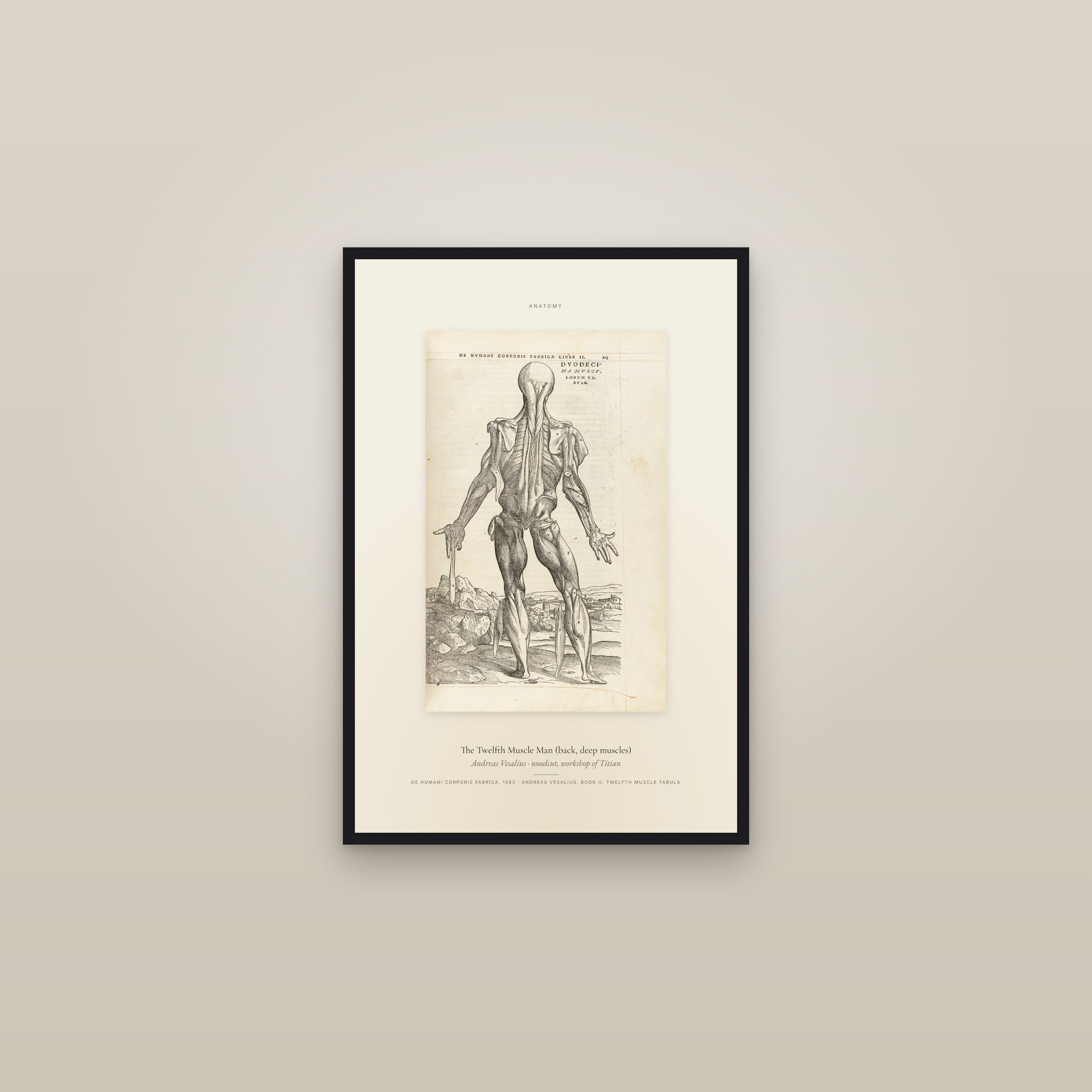 The Twelfth Muscle Man (back, deep muscles) — Specimen — framed in a gallery setting