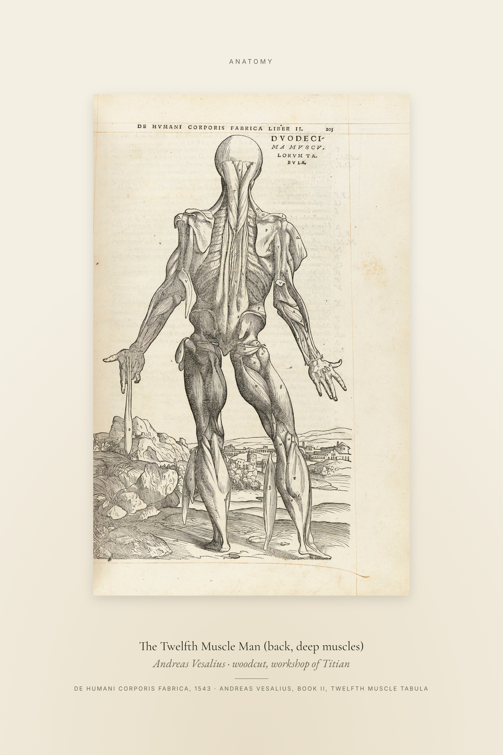 The Twelfth Muscle Man (back, deep muscles) — Specimen