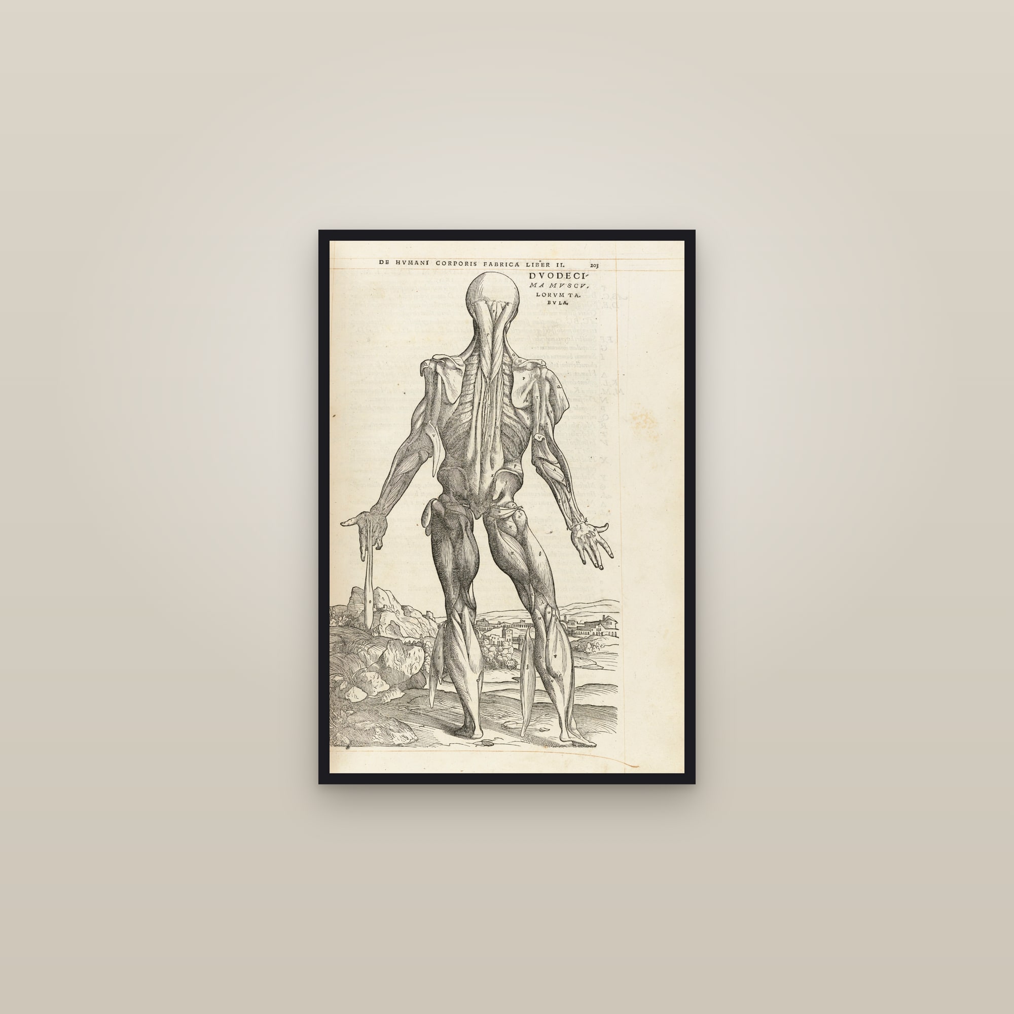The Twelfth Muscle Man (back, deep muscles) — framed in a gallery setting