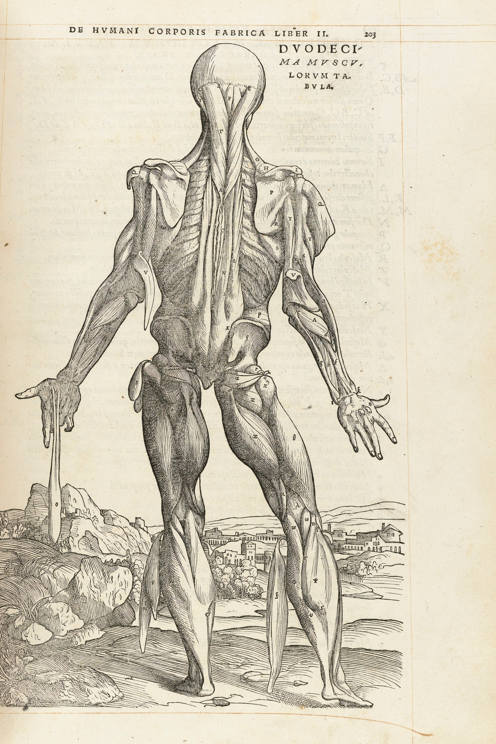 The Twelfth Muscle Man (back, deep muscles)