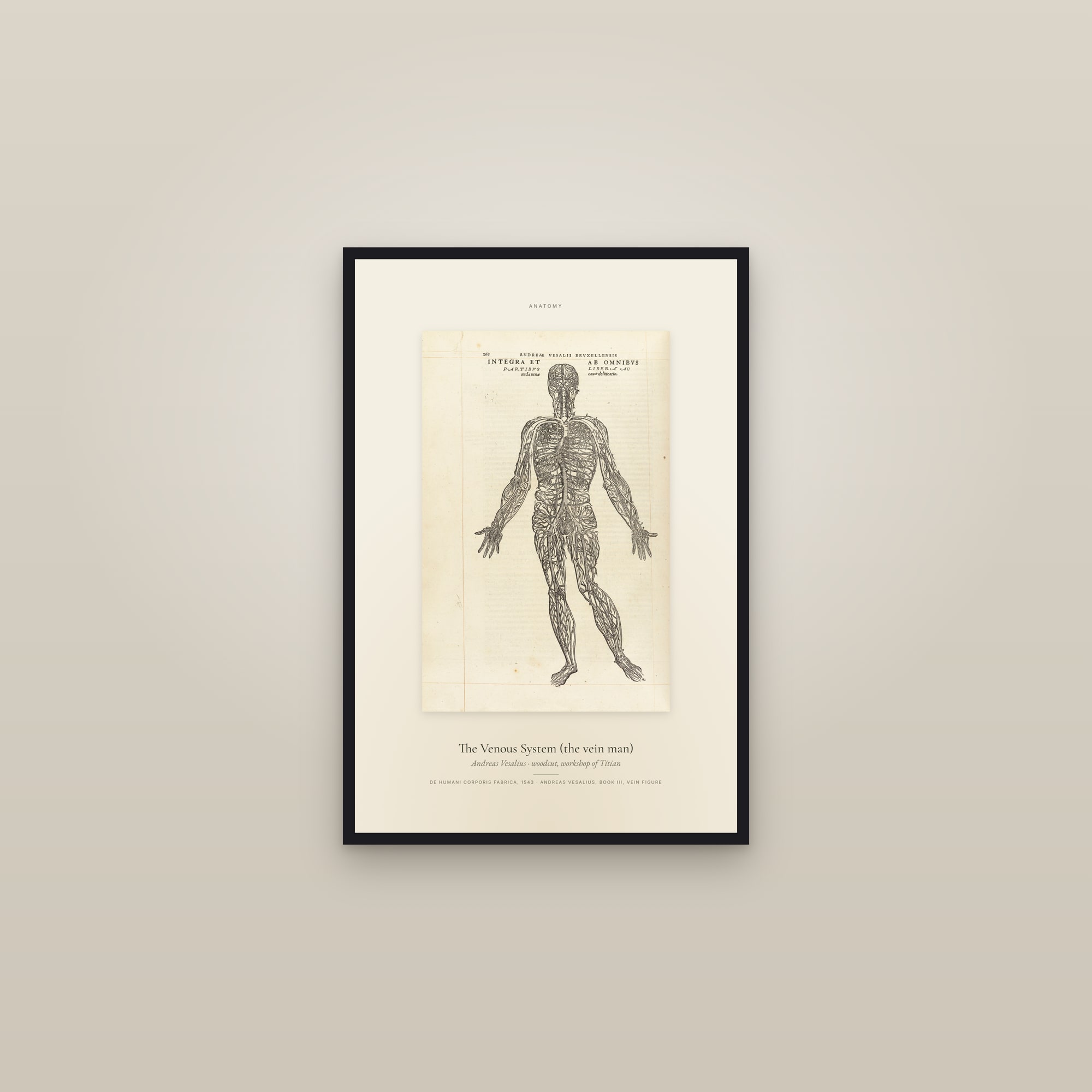 The Venous System (the vein man) — Specimen — framed in a gallery setting