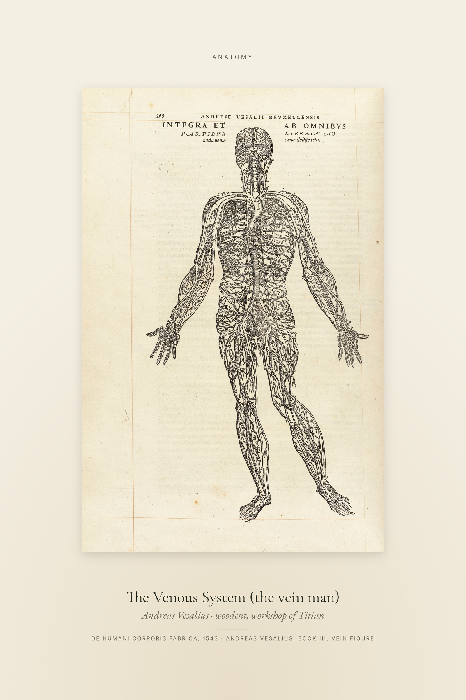 The Venous System (the vein man) — Specimen