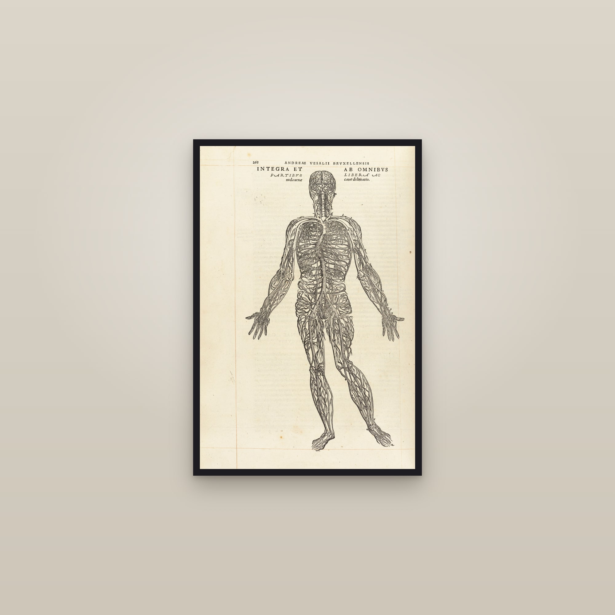 The Venous System (the vein man) — framed in a gallery setting