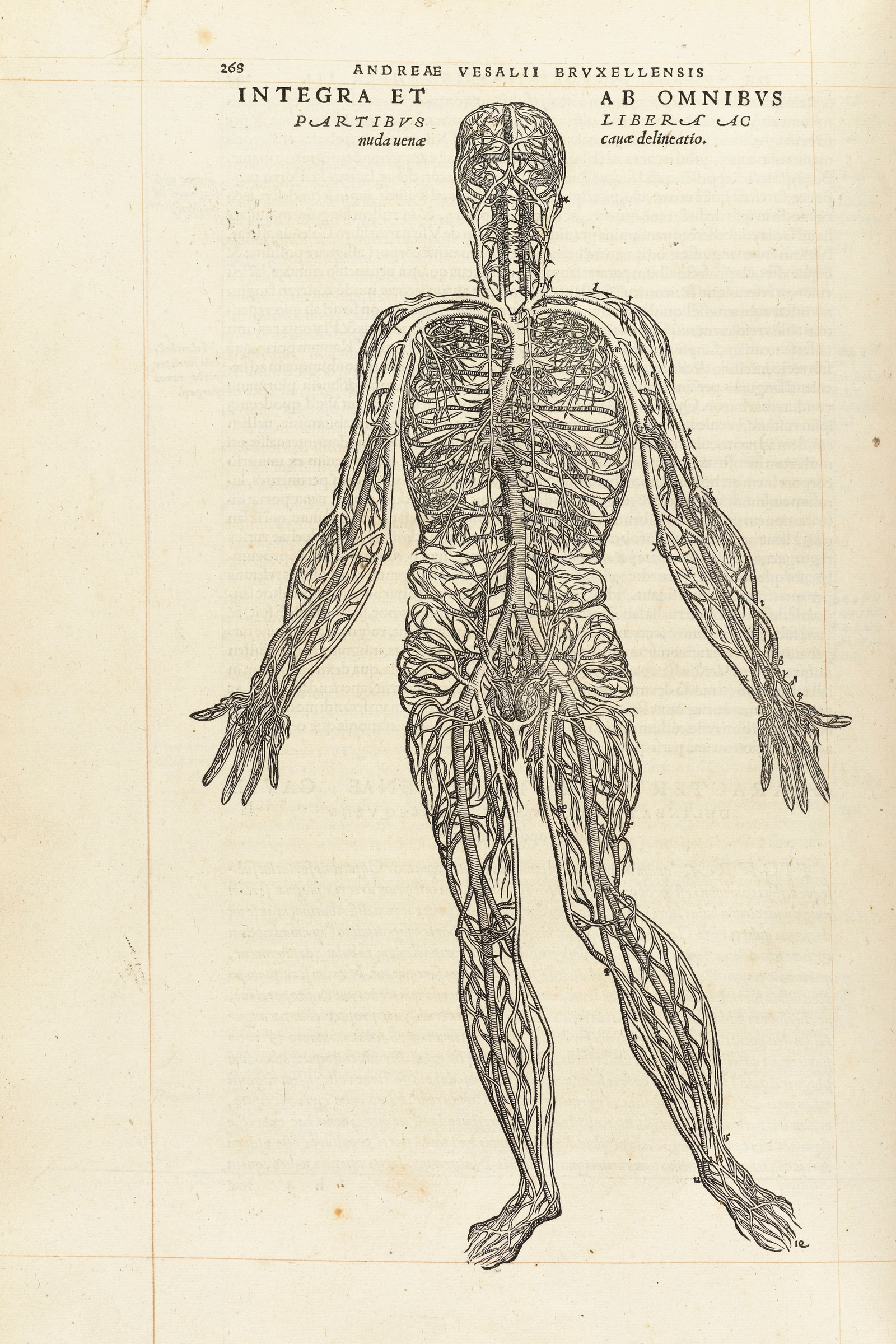 The Venous System (the vein man)