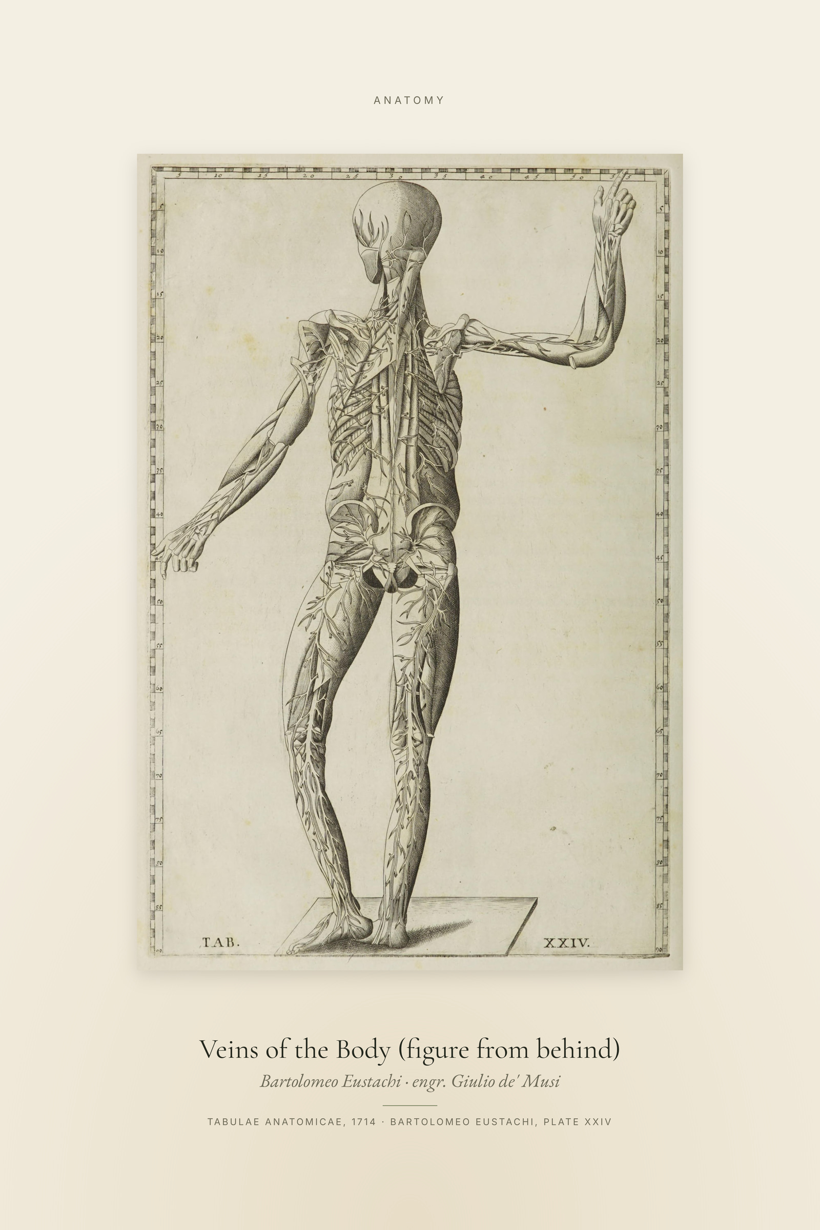 Veins of the Body (figure from behind) — Specimen