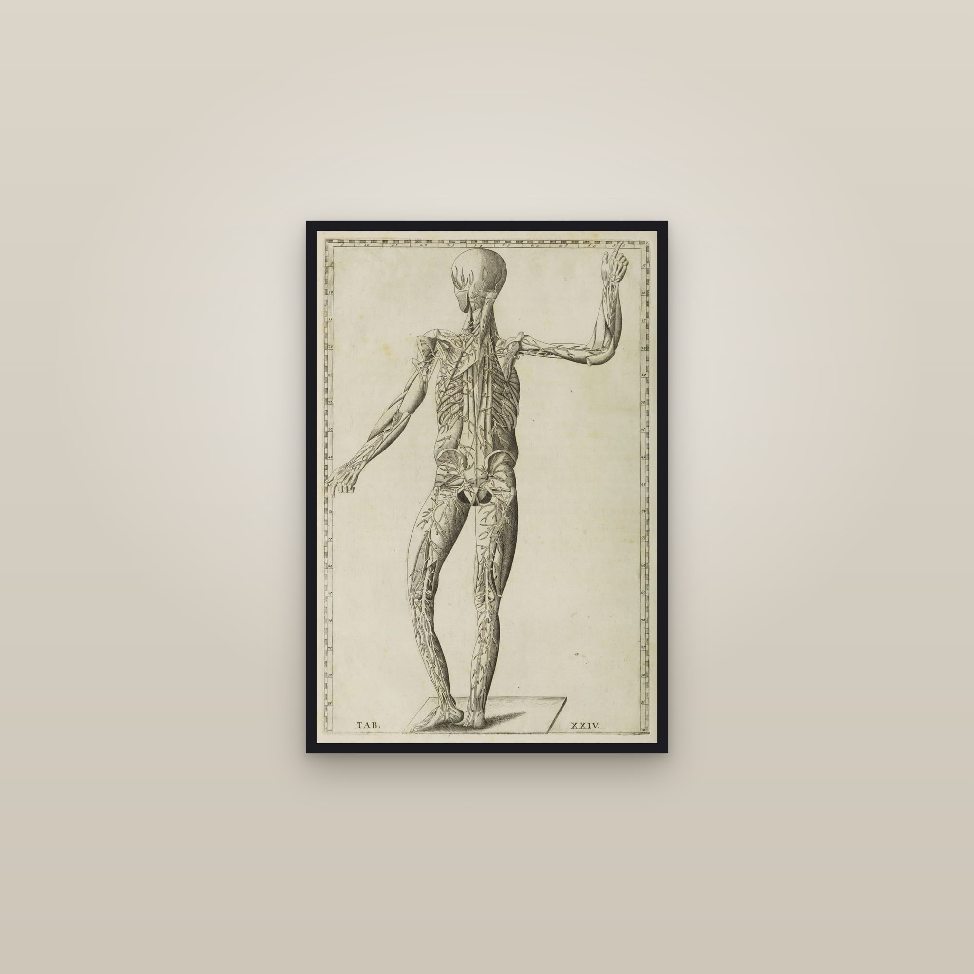 Veins of the Body (figure from behind) — framed in a gallery setting