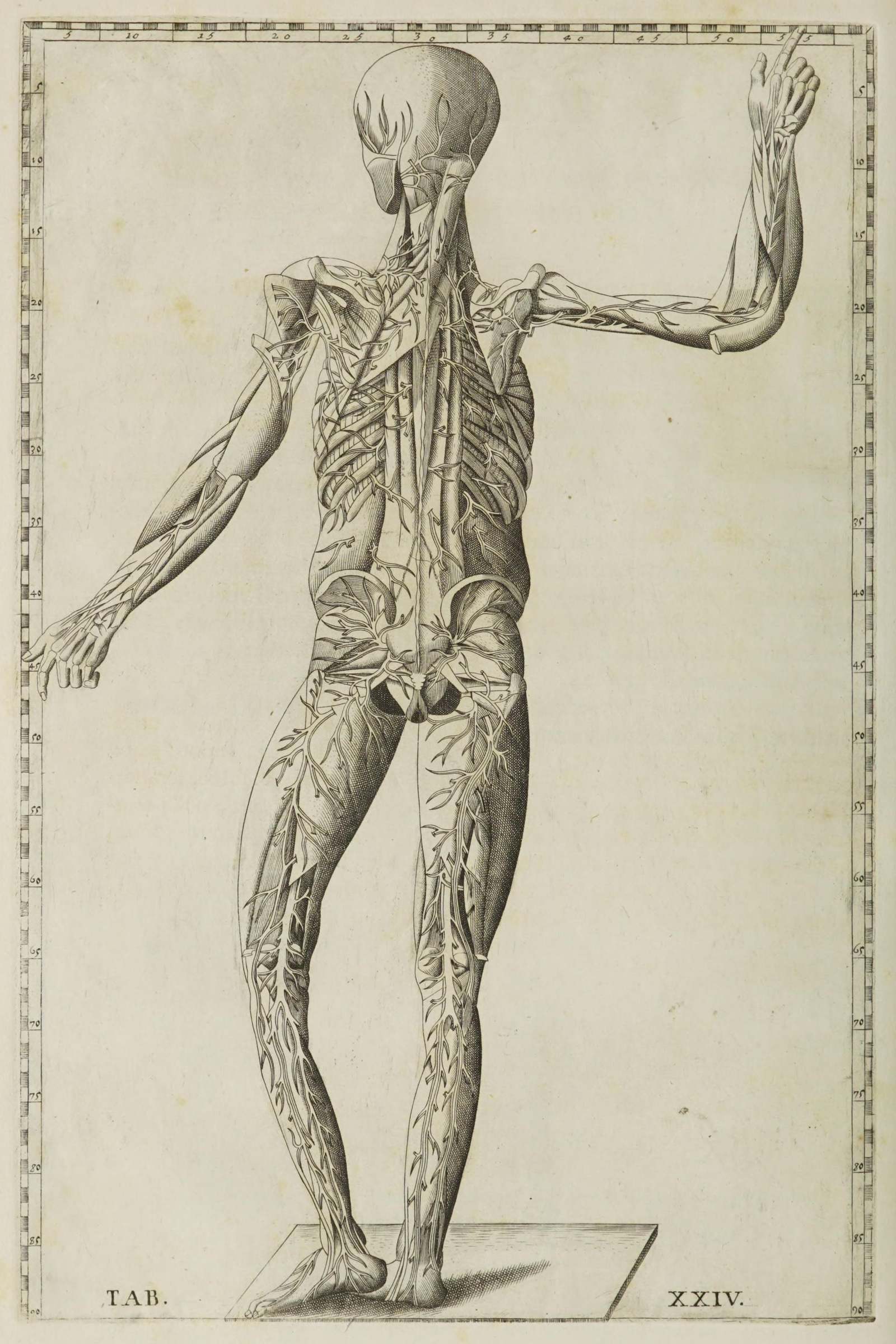 Veins of the Body (figure from behind)