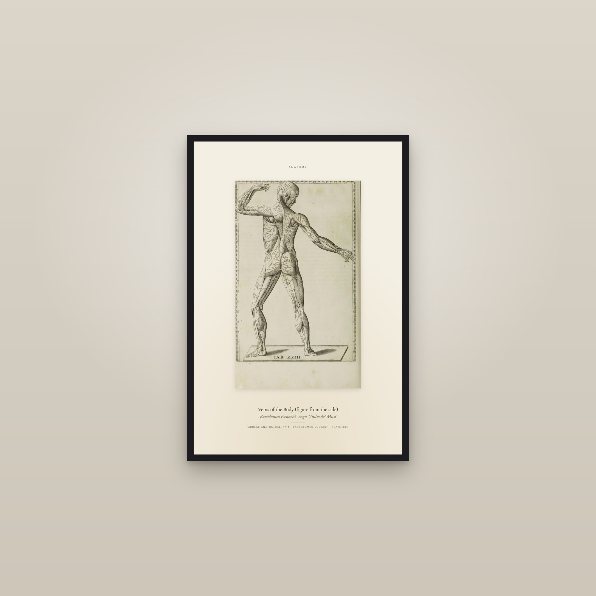 Veins of the Body (figure from the side) — Specimen — framed in a gallery setting