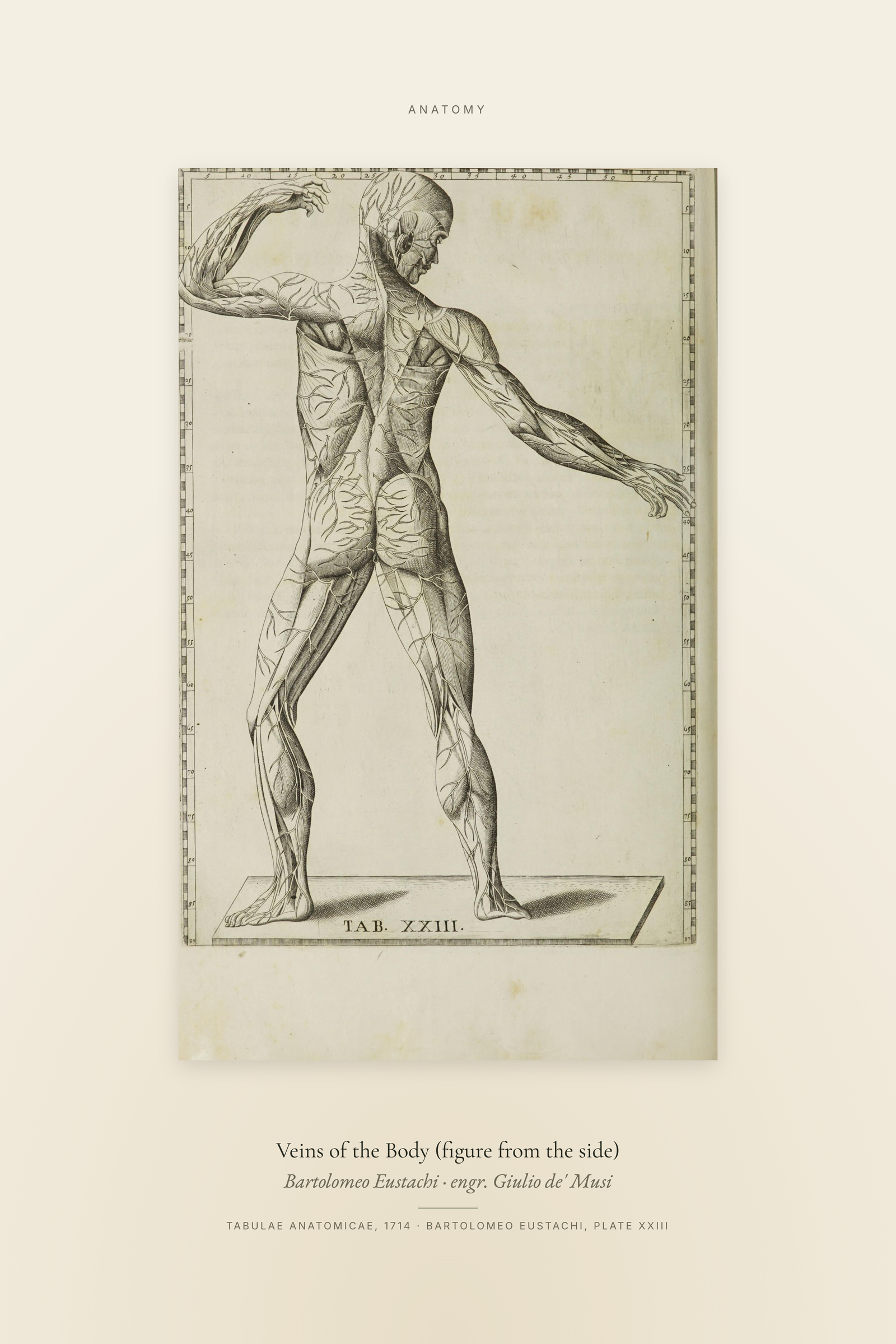 Veins of the Body (figure from the side) — Specimen