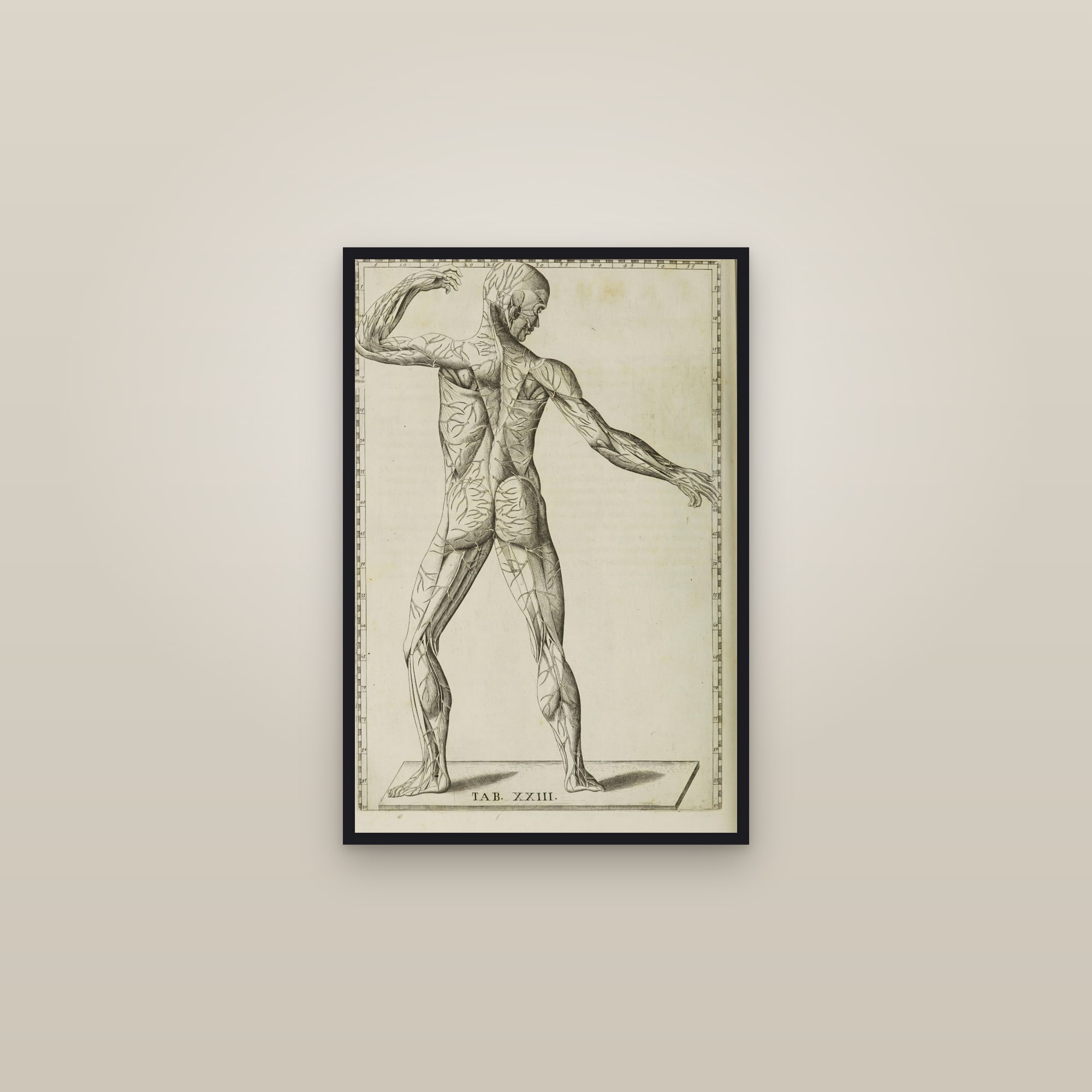 Veins of the Body (figure from the side) — framed in a gallery setting