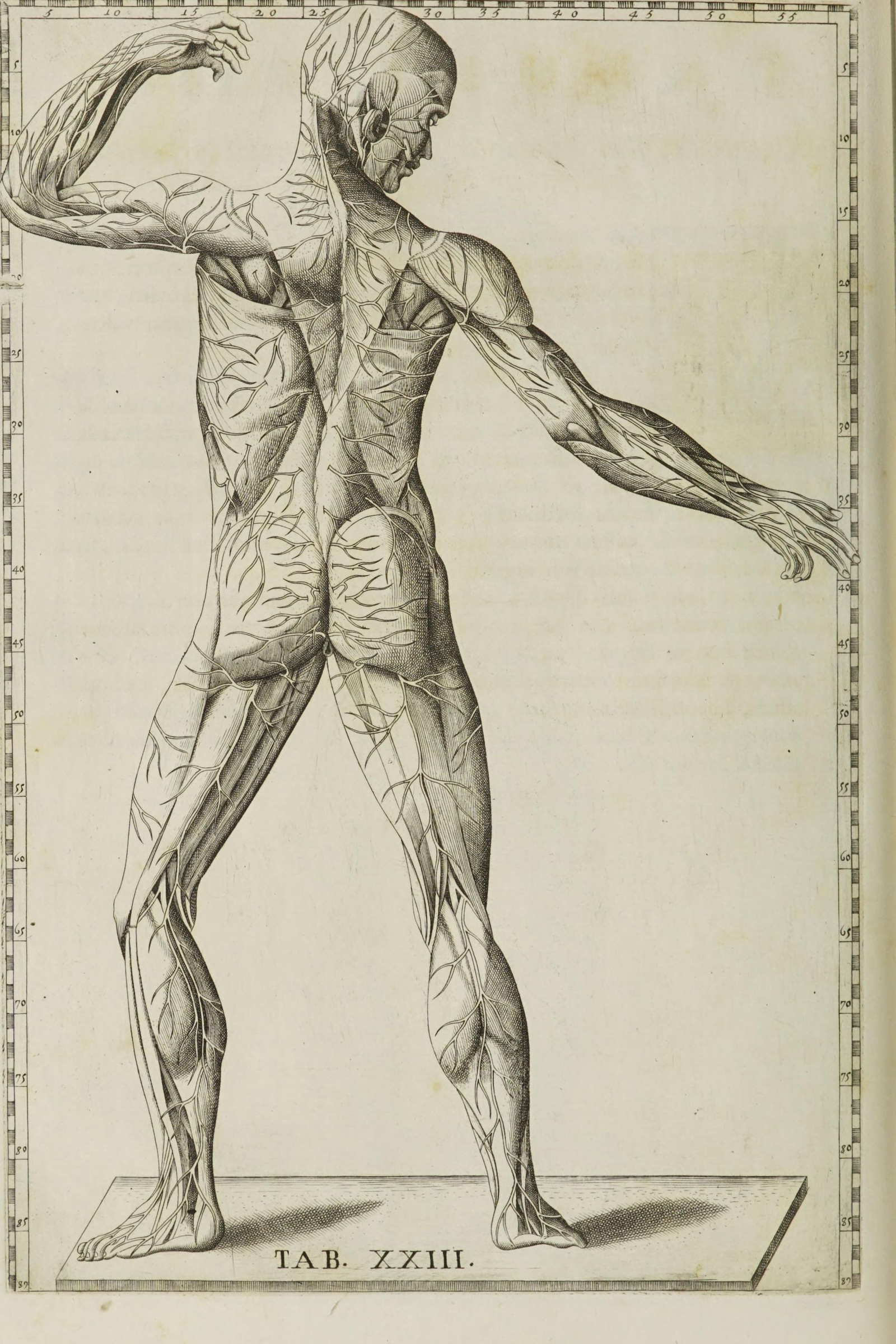 Veins of the Body (figure from the side)