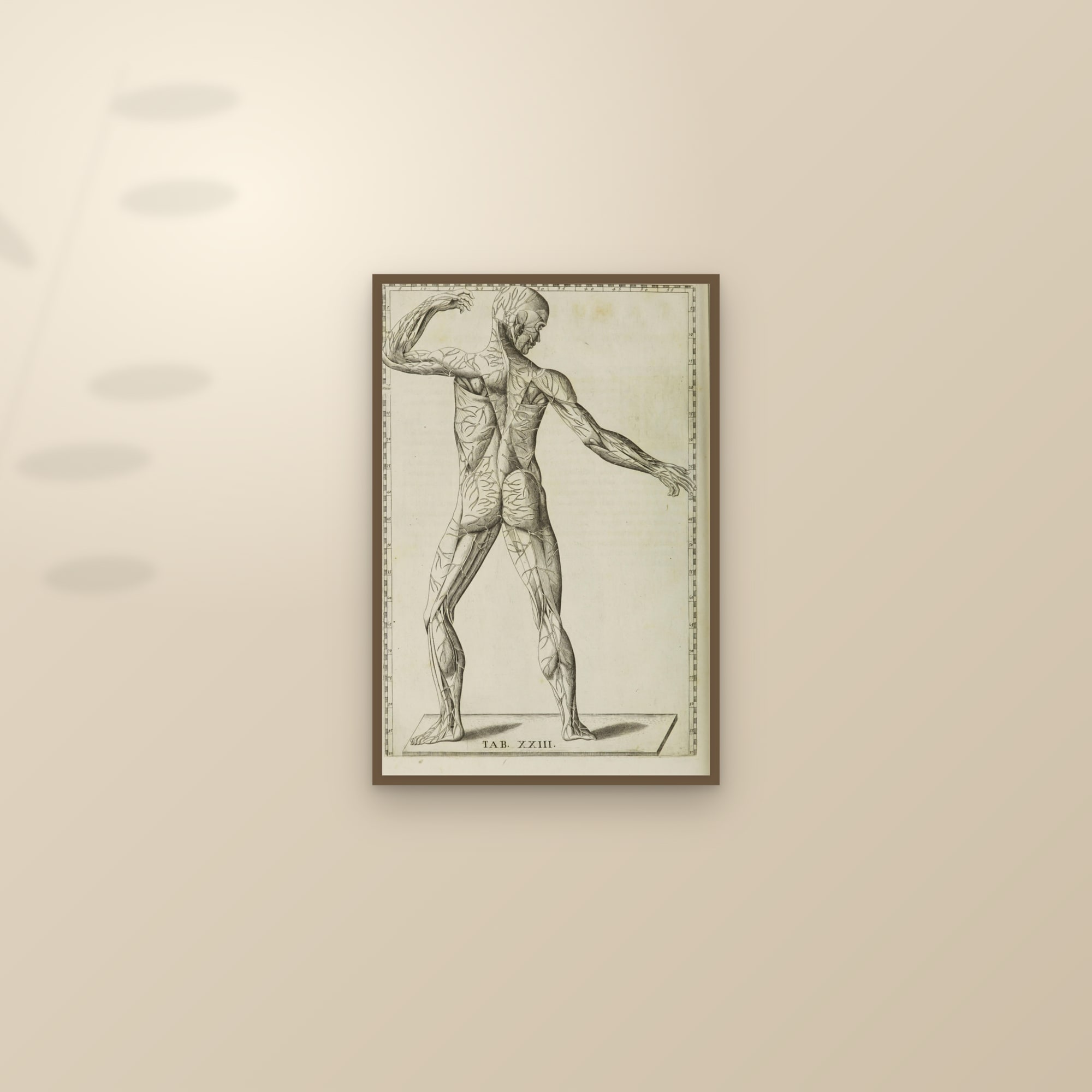 Veins of the Body (figure from the side) — framed and styled on a sunlit wall