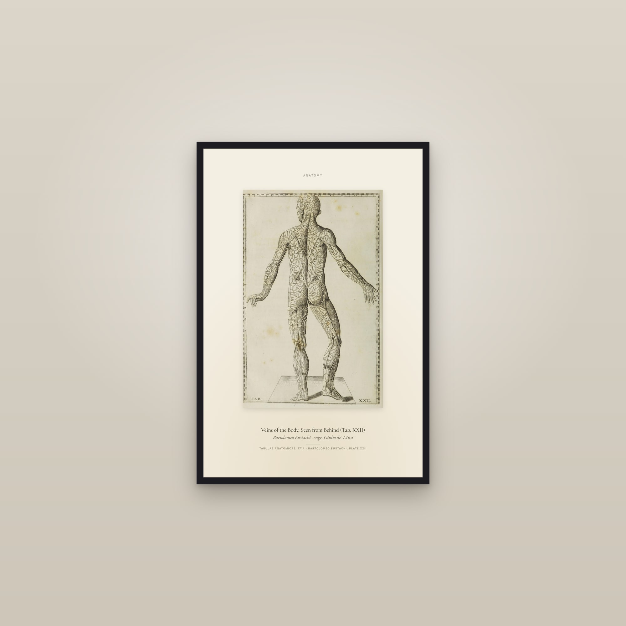 Veins of the Body, Seen from Behind (Tab. XXII) — Specimen