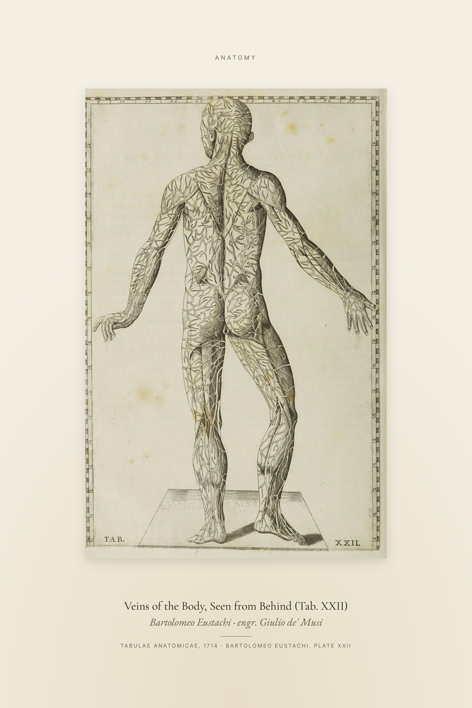 Veins of the Body, Seen from Behind (Tab. XXII) — Specimen