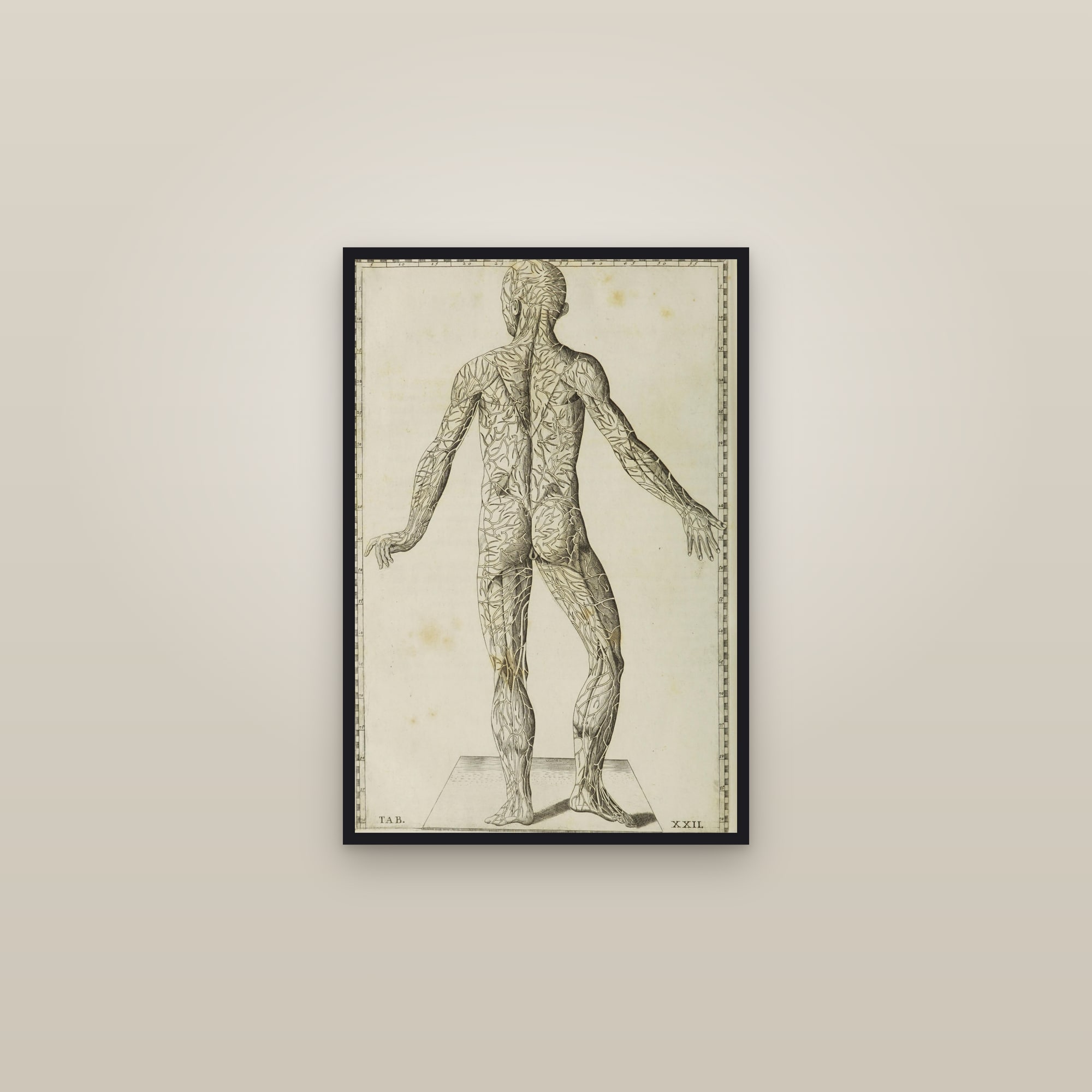Veins of the Body, Seen from Behind (Tab. XXII)