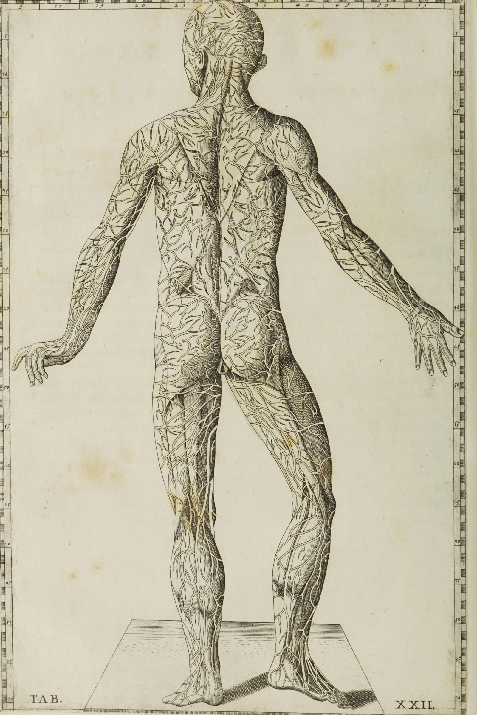 Veins of the Body, Seen from Behind (Tab. XXII)