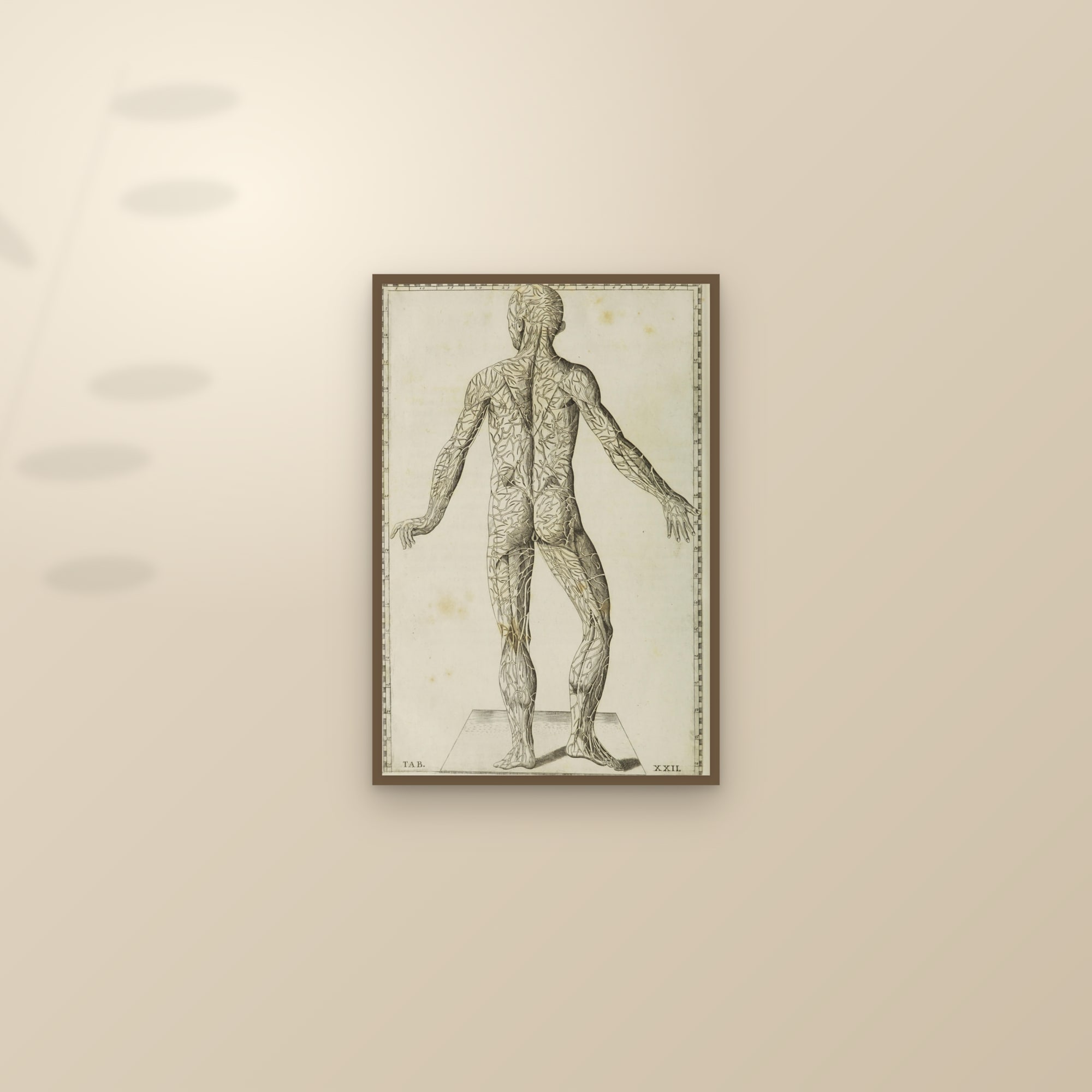 Veins of the Body, Seen from Behind (Tab. XXII) — framed and styled on a sunlit wall