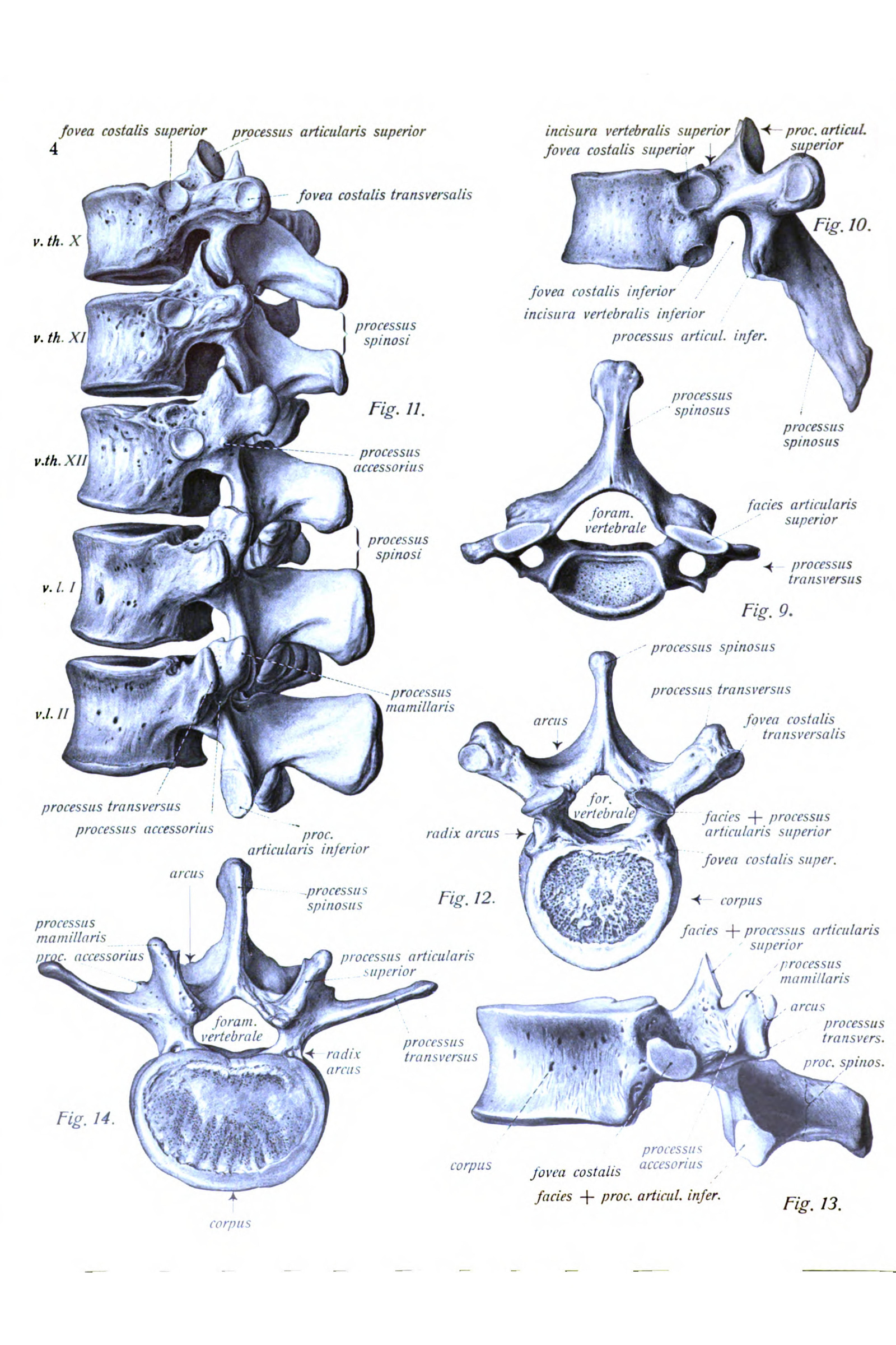 Vertebrae of the Spine (thoracic and lumbar)