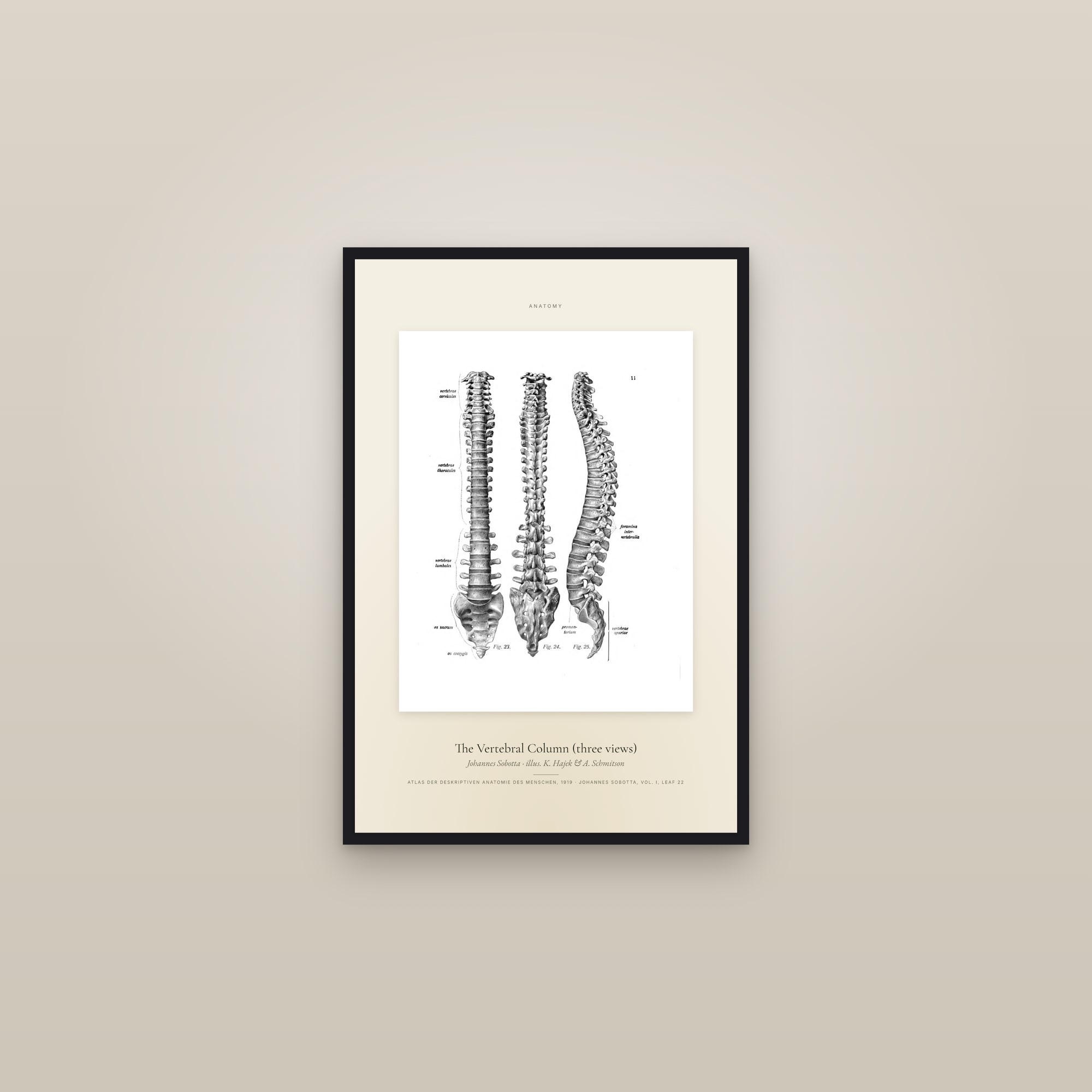 The Vertebral Column (three views) — Specimen — framed in a gallery setting