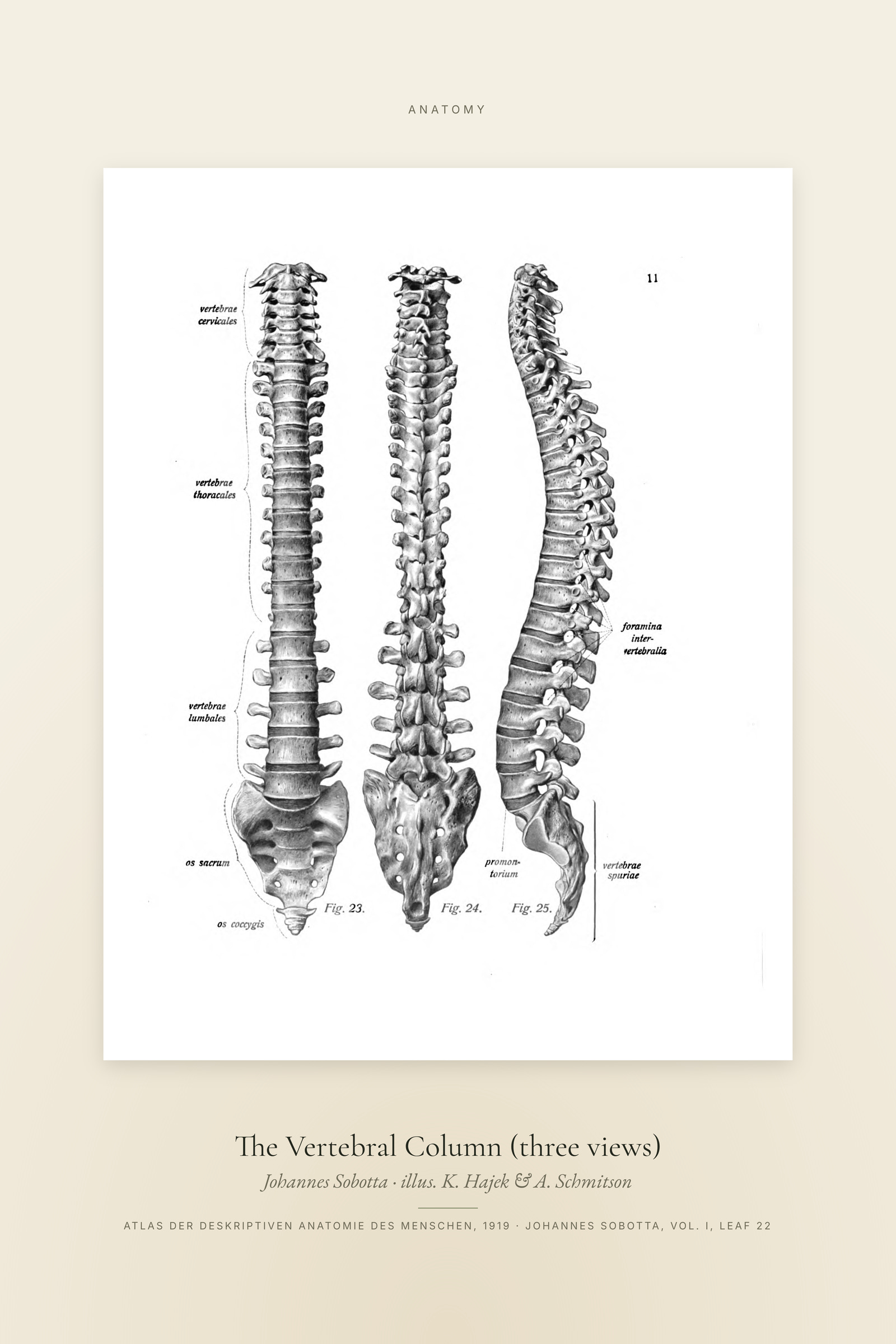 The Vertebral Column (three views) — Specimen