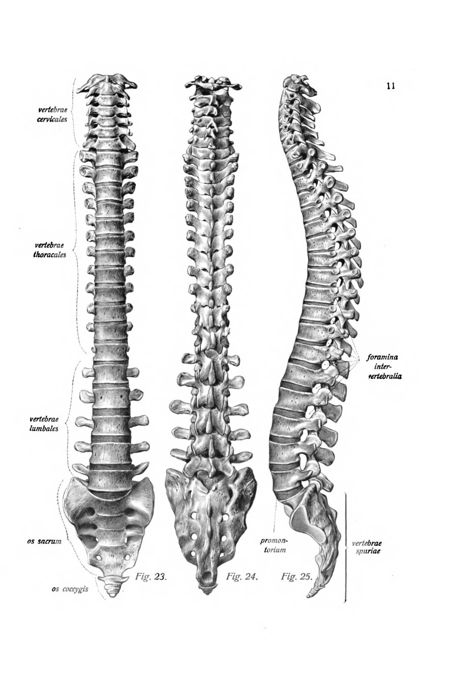 The Vertebral Column (three views)