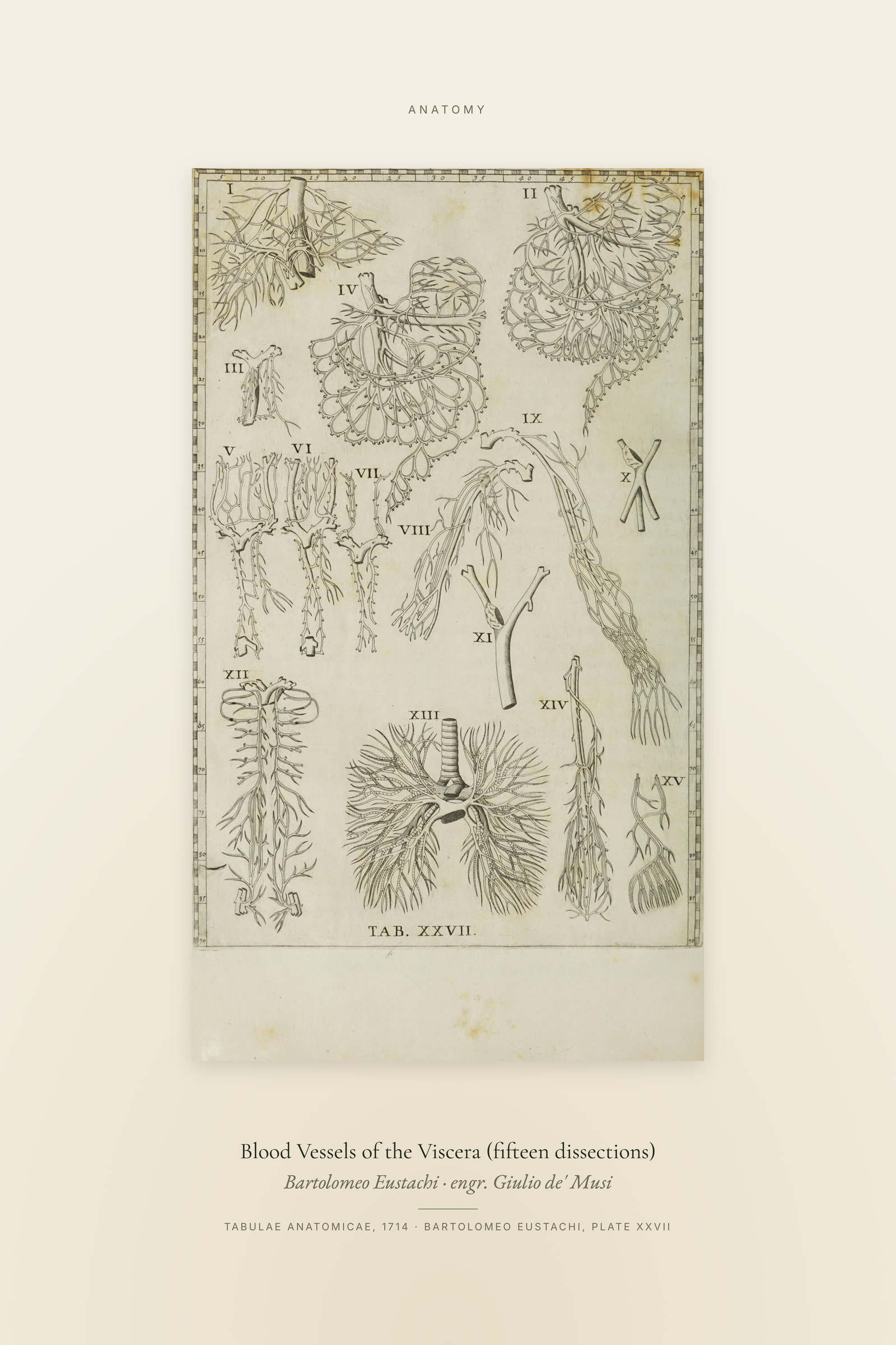 Blood Vessels of the Viscera (fifteen dissections) — Specimen