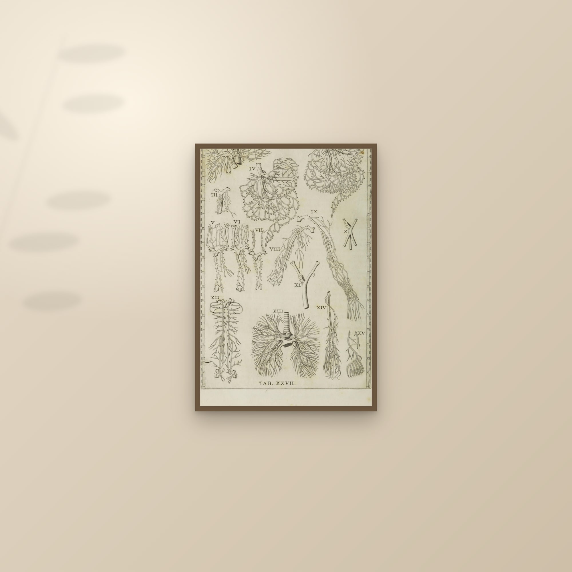 Blood Vessels of the Viscera (fifteen dissections) — framed and styled on a sunlit wall