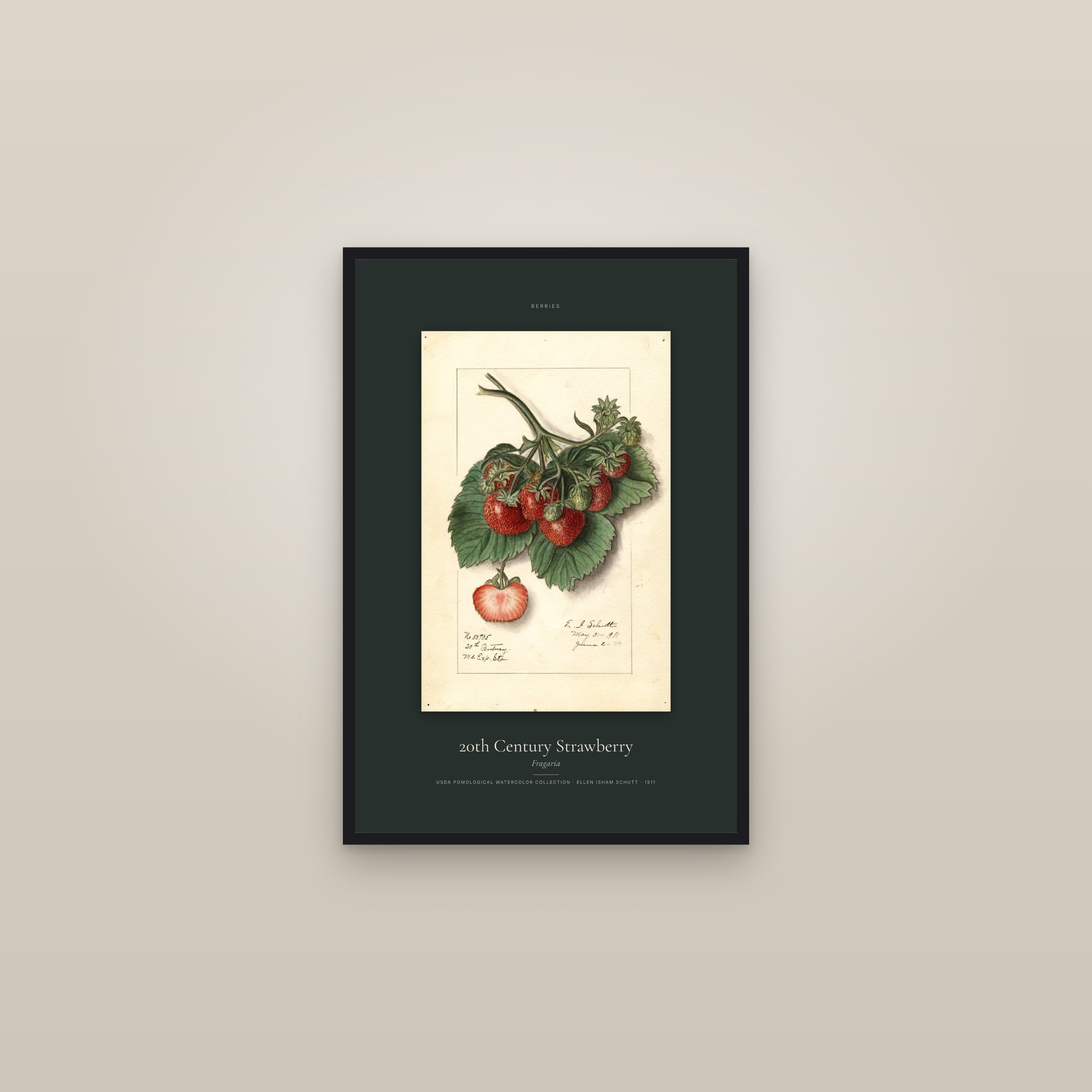 20th Century Strawberry — Specimen — framed in a gallery setting