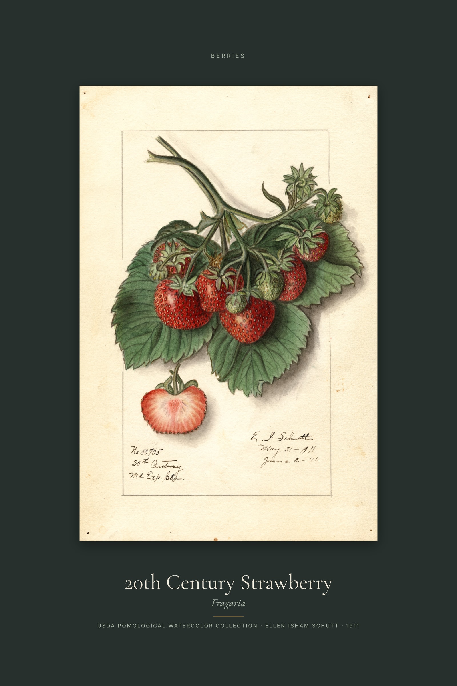 20th Century Strawberry — Specimen