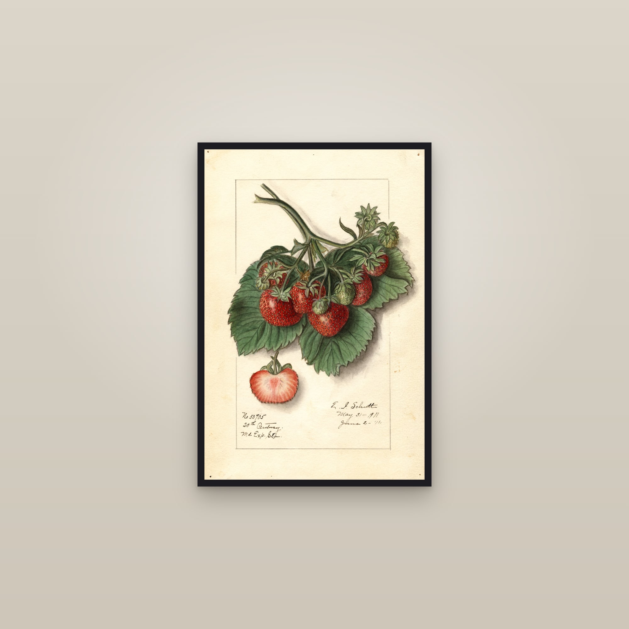 20th Century Strawberry — framed in a gallery setting
