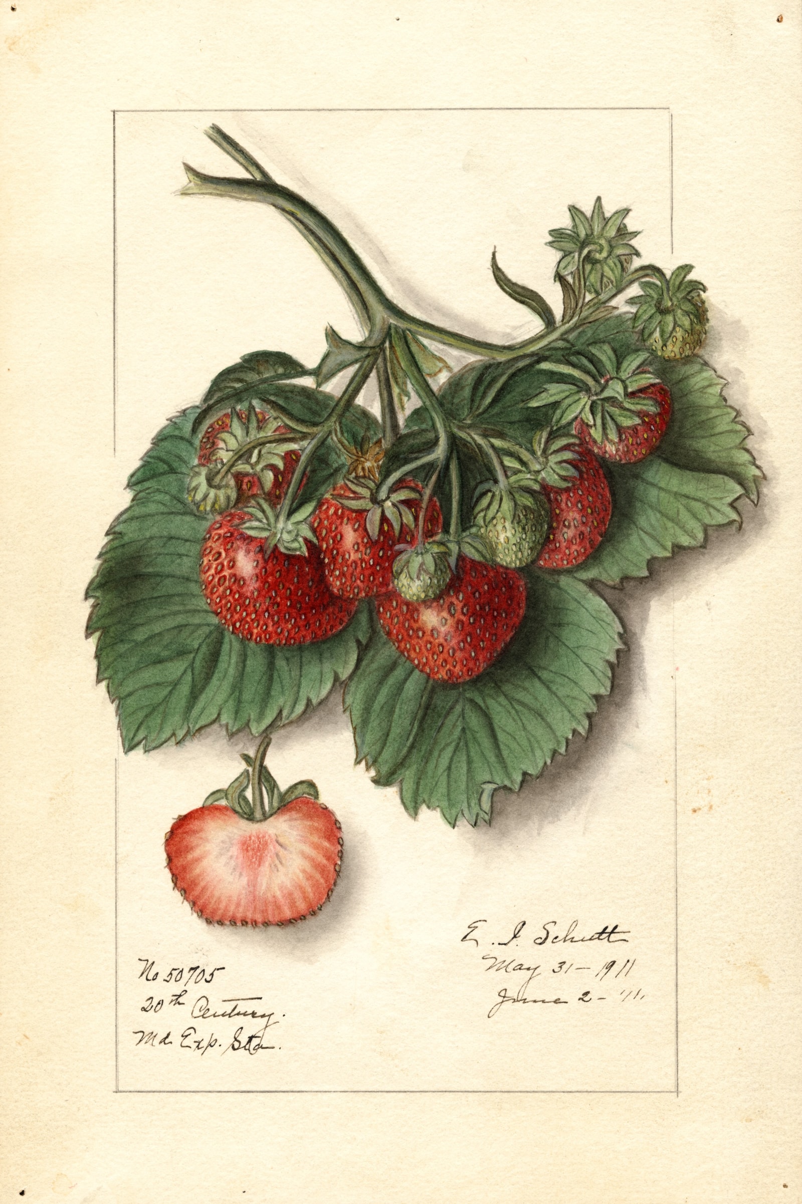 20th Century Strawberry