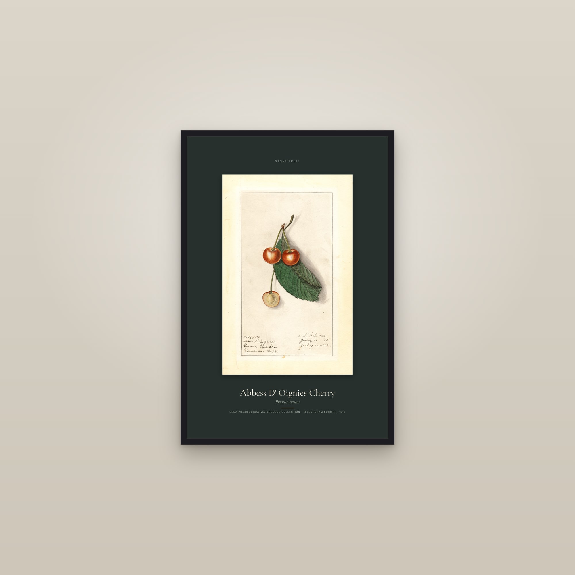 Abbess D' Oignies Cherry — Specimen — framed in a gallery setting