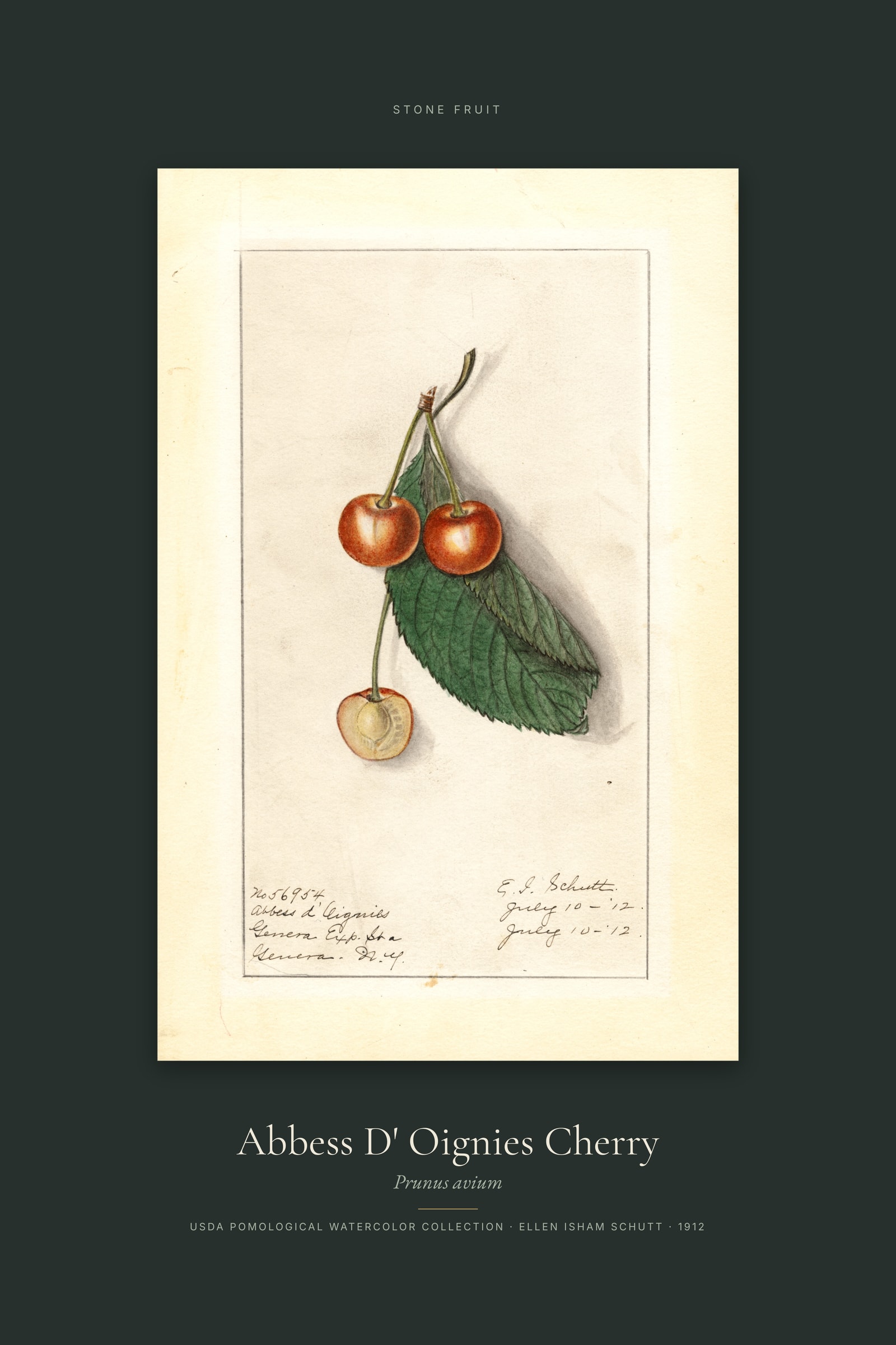 Abbess D' Oignies Cherry — Specimen